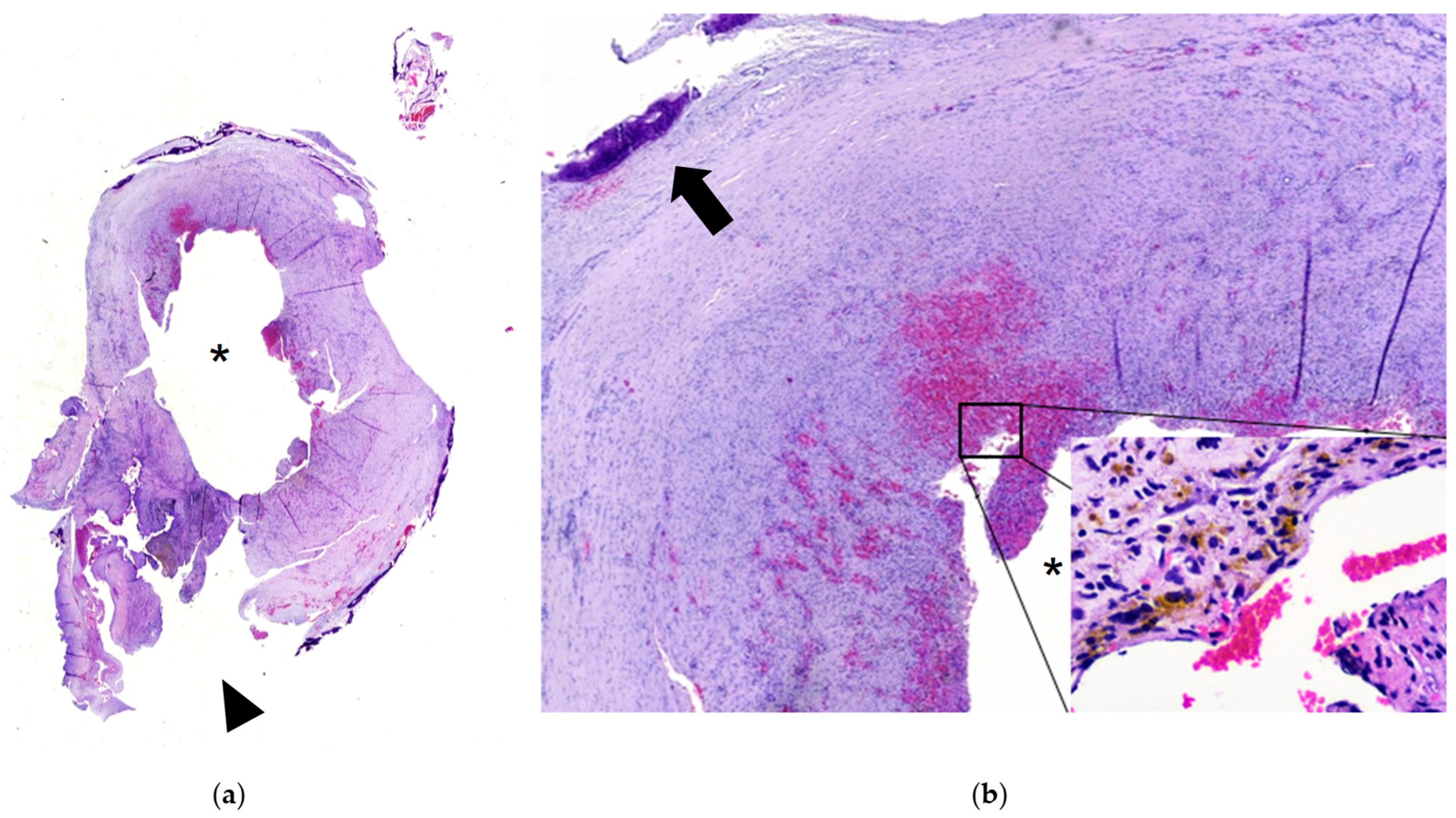Dentistry 13 00491 g004