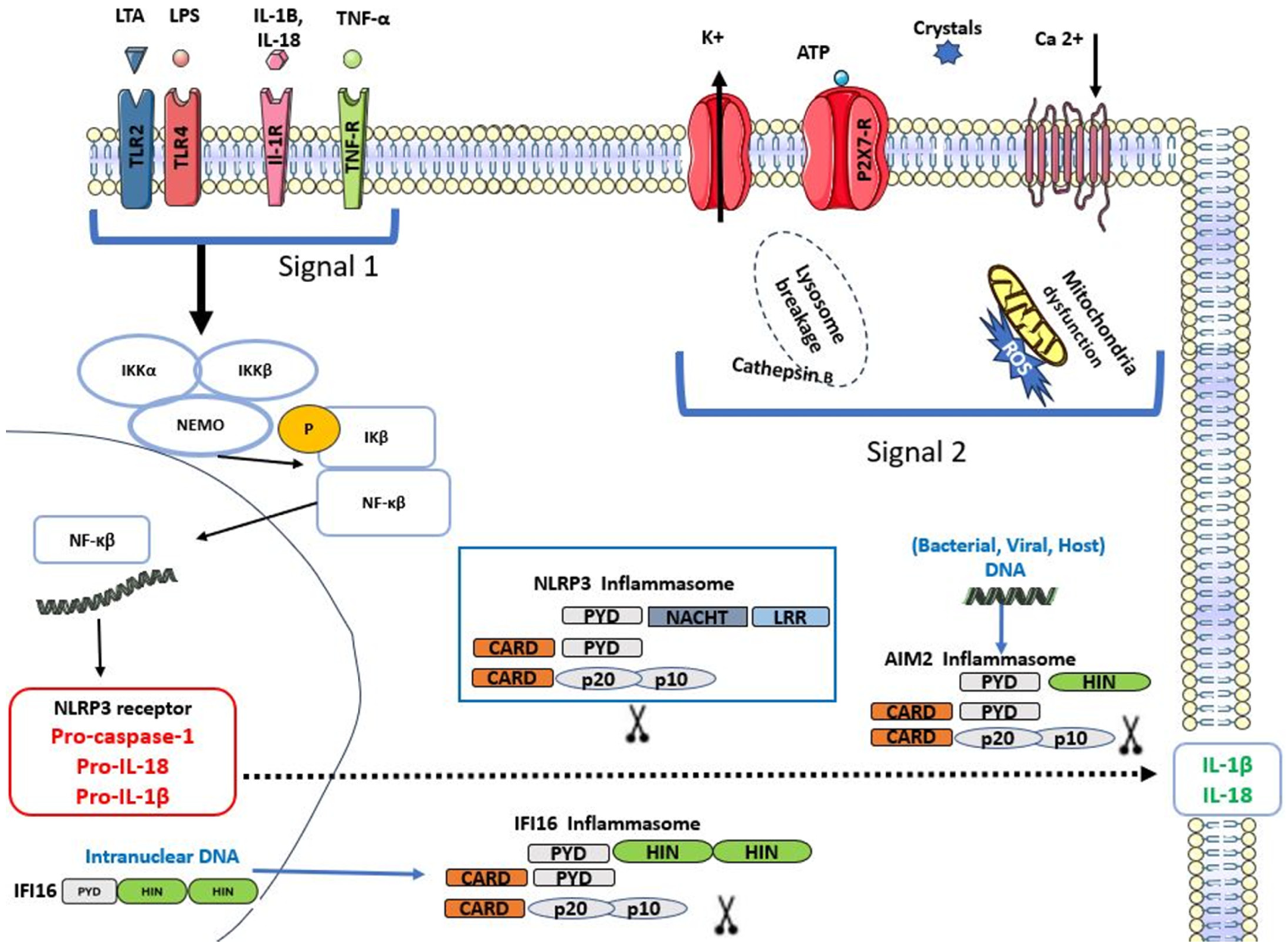 Dentistry 13 00609 g002