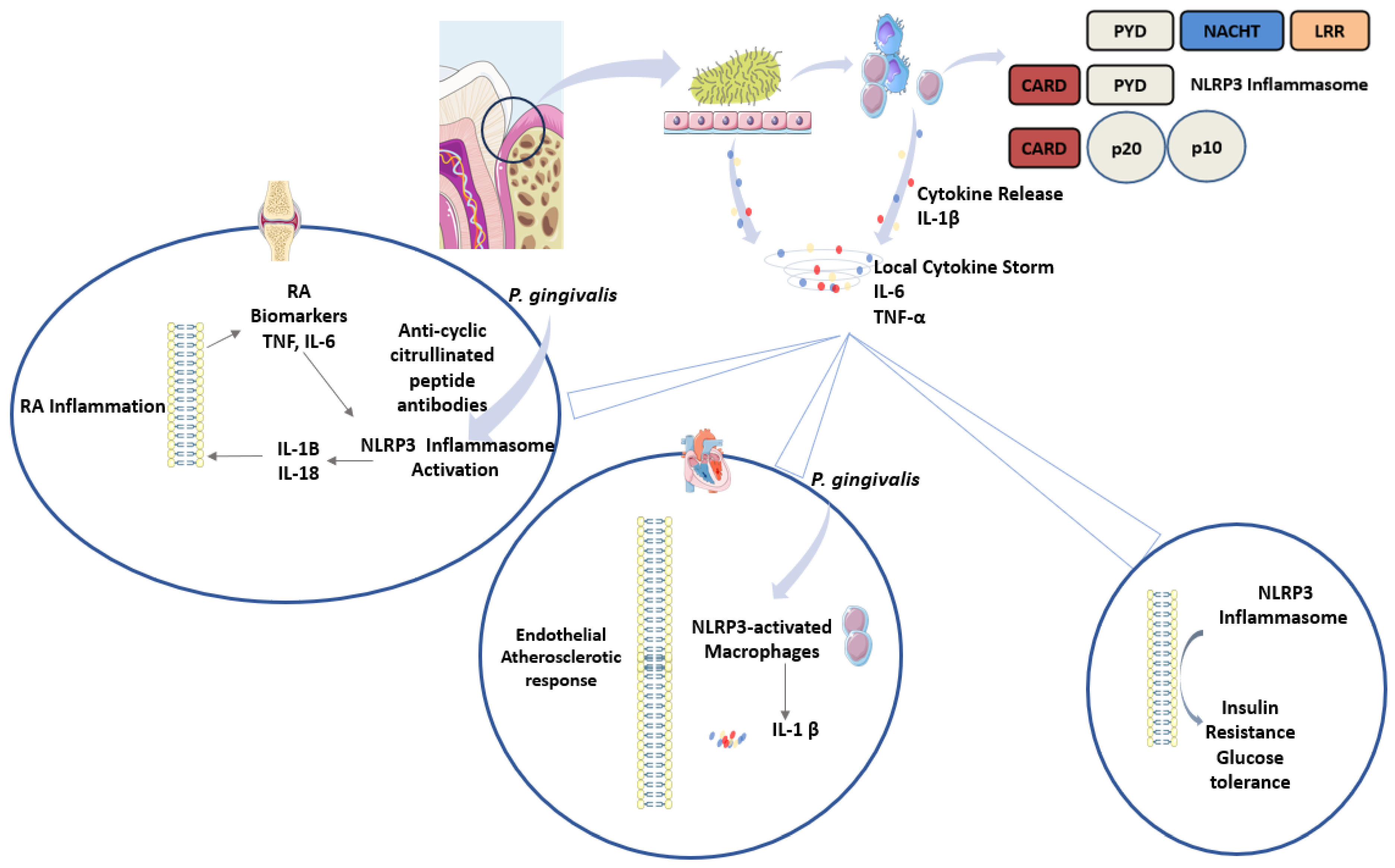 Dentistry 13 00609 g003