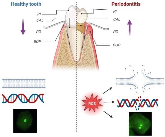 Heatmap of Spearman correlations between clinical parameters and OS markers. Statistical significance was considered when the p value was <0.05 (*). 8-OHdG: 8-hydroxy-2-deoxyguanosine; PI: plaque index; PD: probing depth; BOP: bleeding on probing; MDA: malondialdehyde; CAL: clinical attachment level.