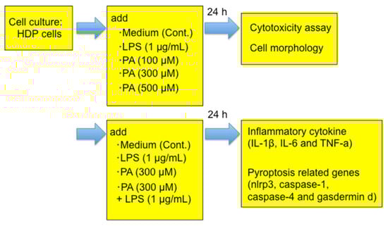 A flowchart of the experiment.