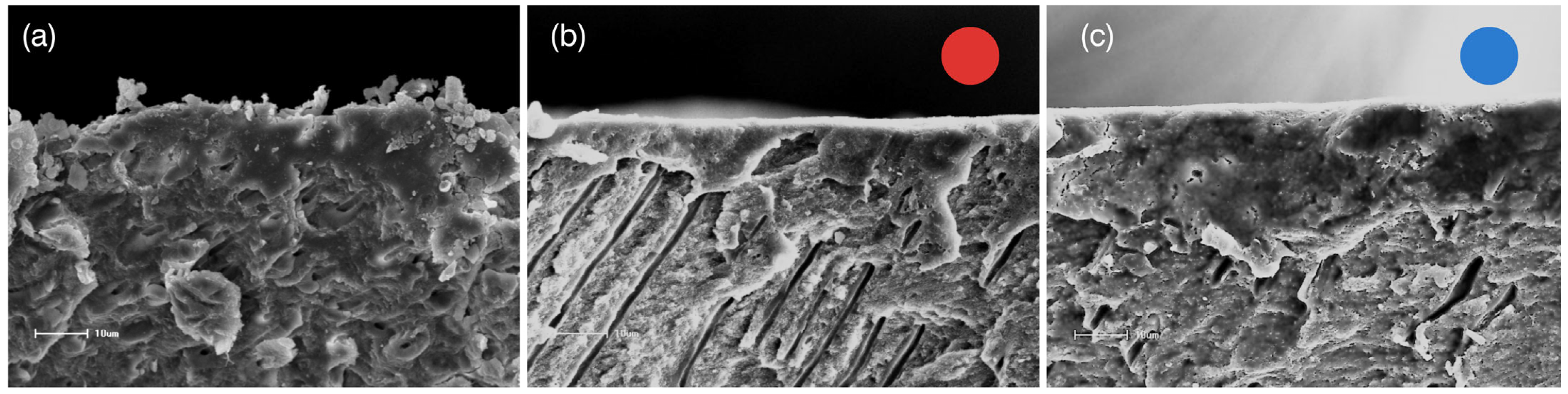 Dentistry 14 00119 g005 Dentistry 14 00119 g005