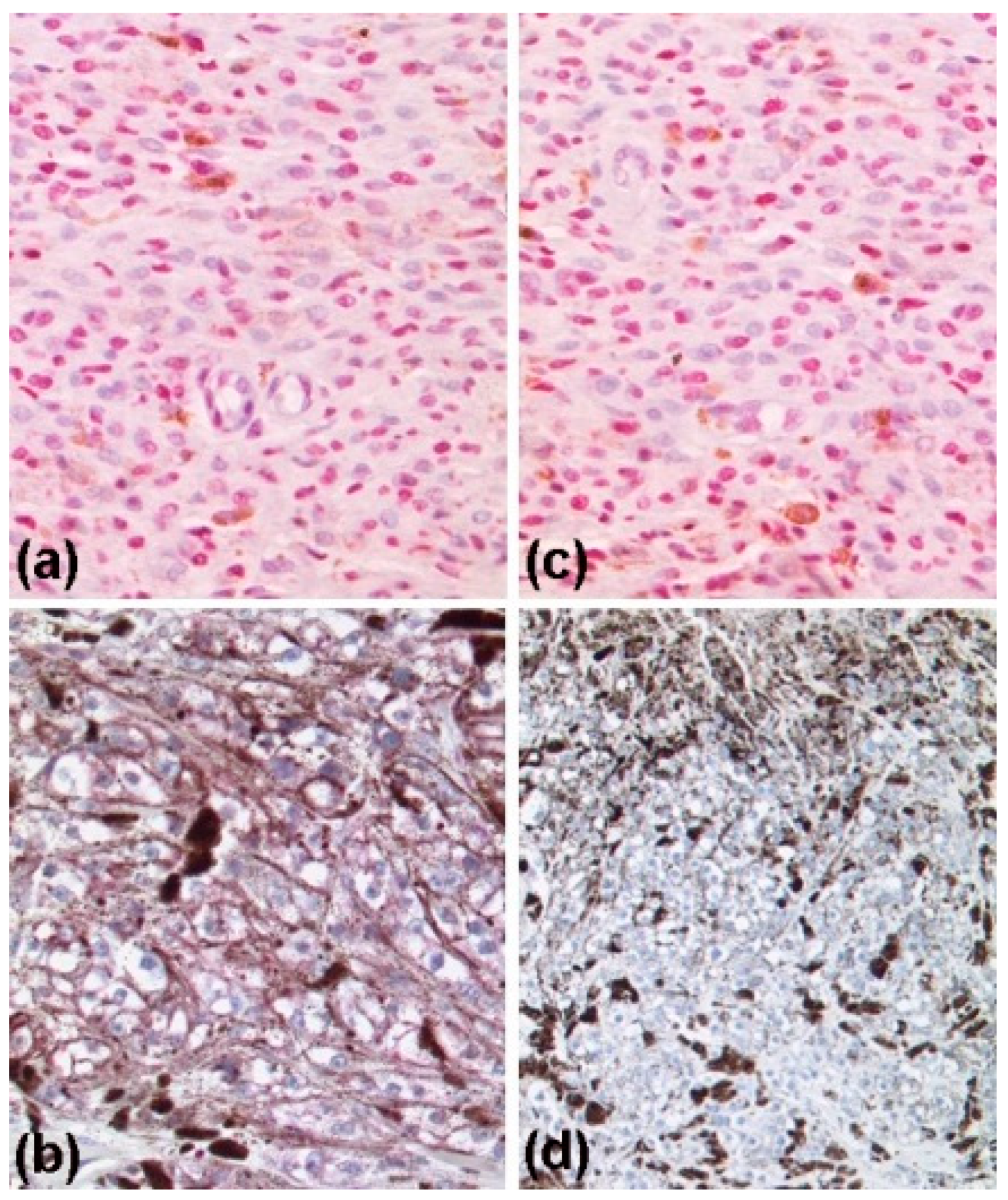 Dermato 03 00004 g004