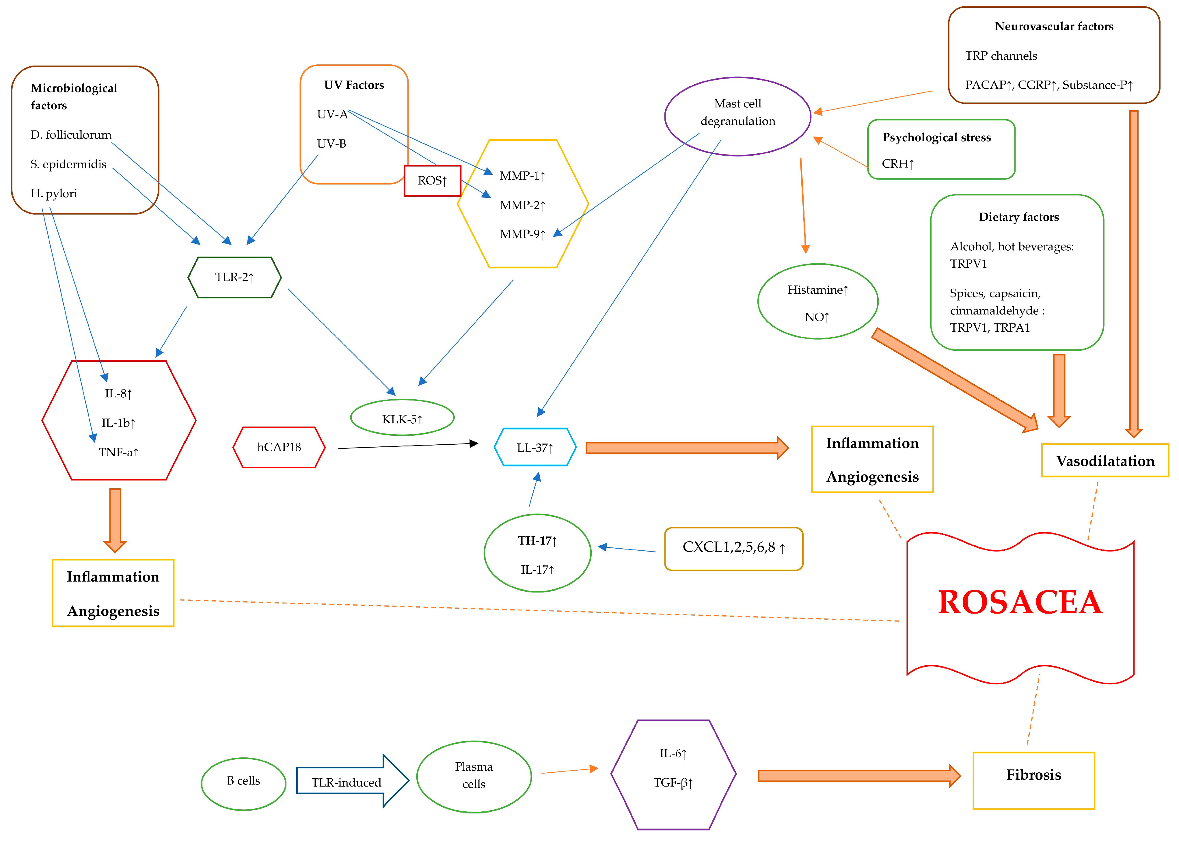 Dermato 03 00019 g002