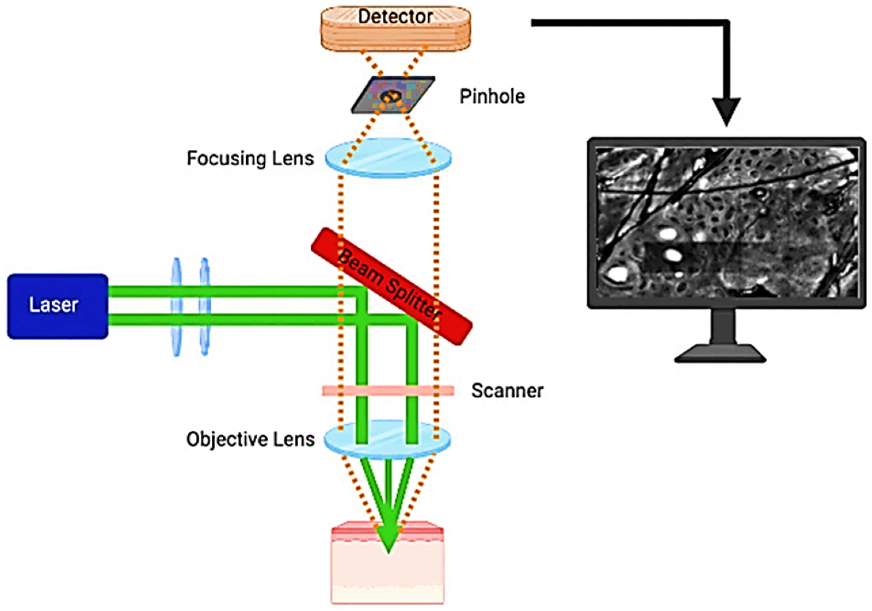 Dermato 04 00015 g001