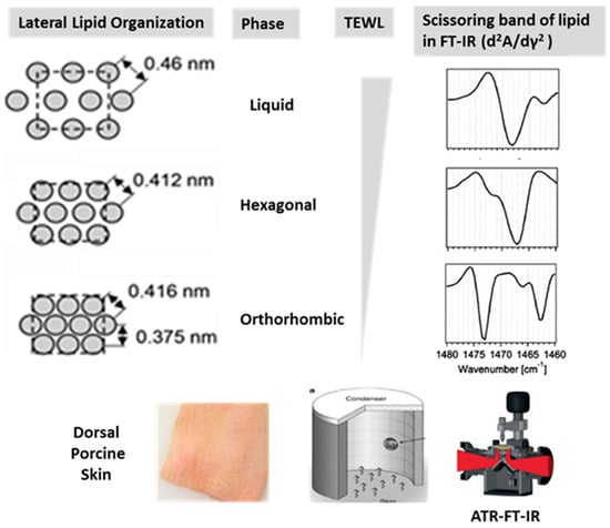 Dermato 05 00020 g001