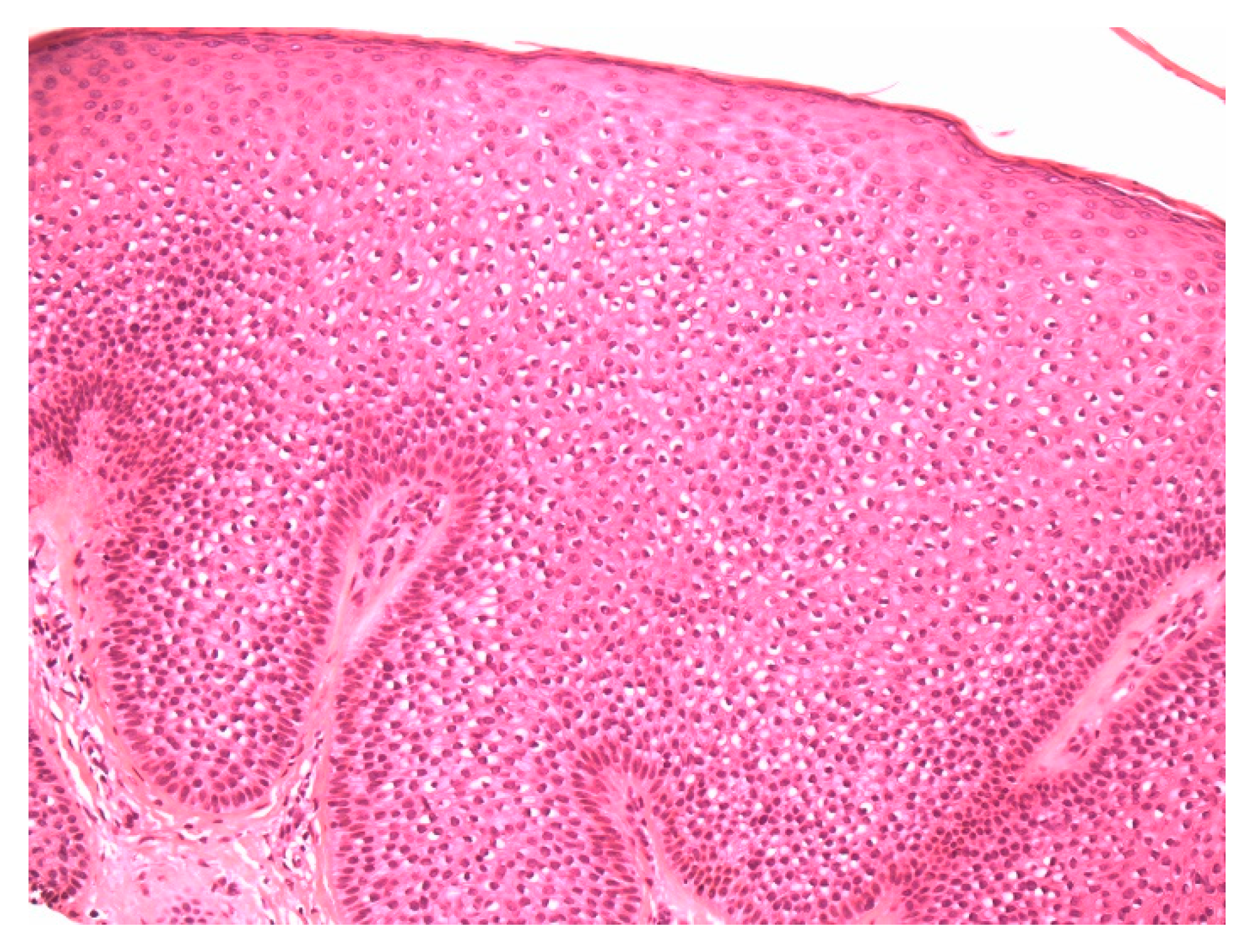 Dermatopathology 07 00005 g002