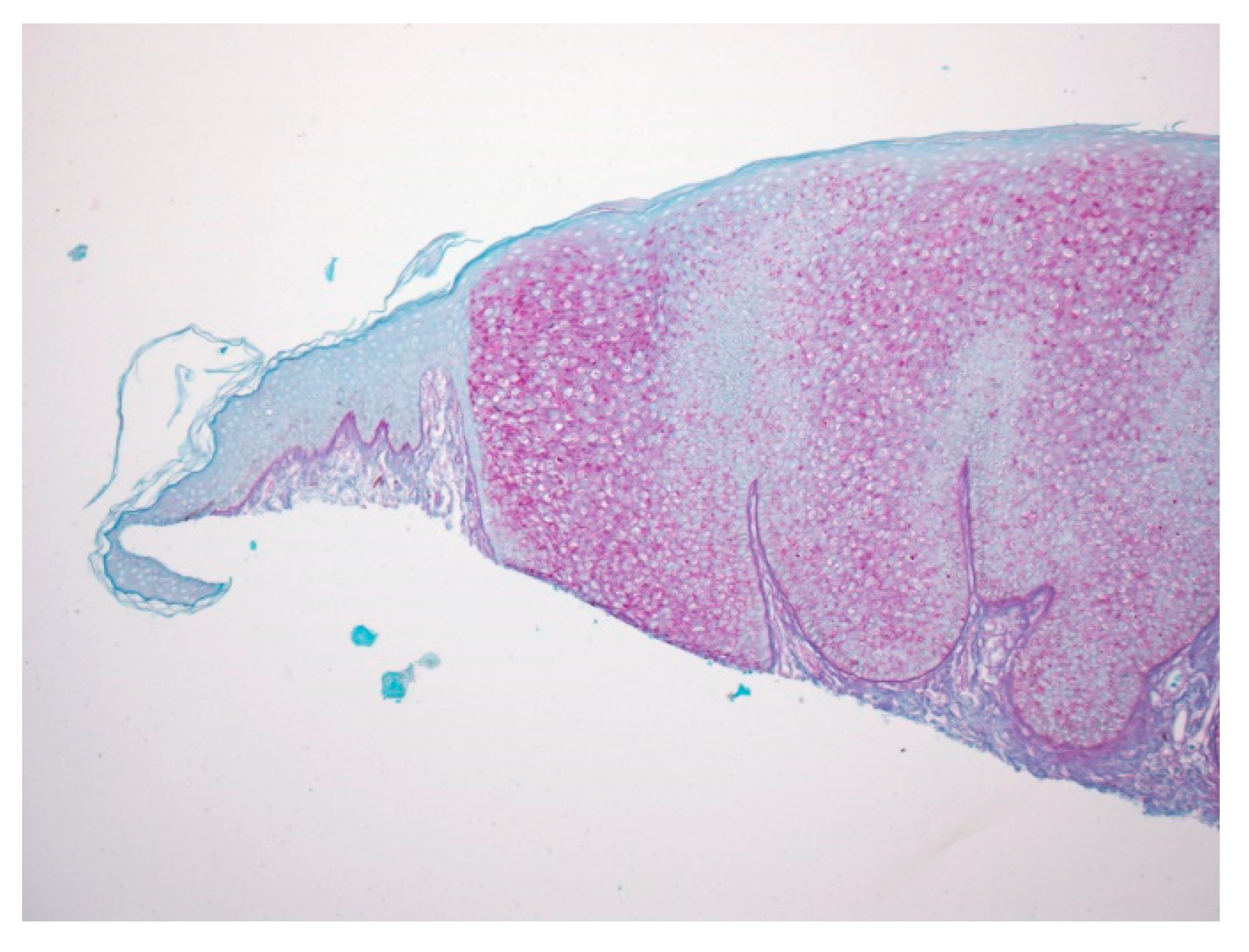 Dermatopathology 07 00005 g003