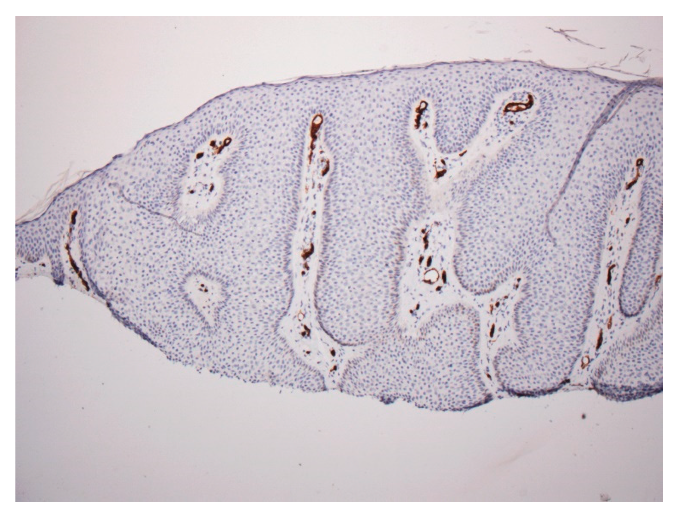 Dermatopathology 07 00005 g005