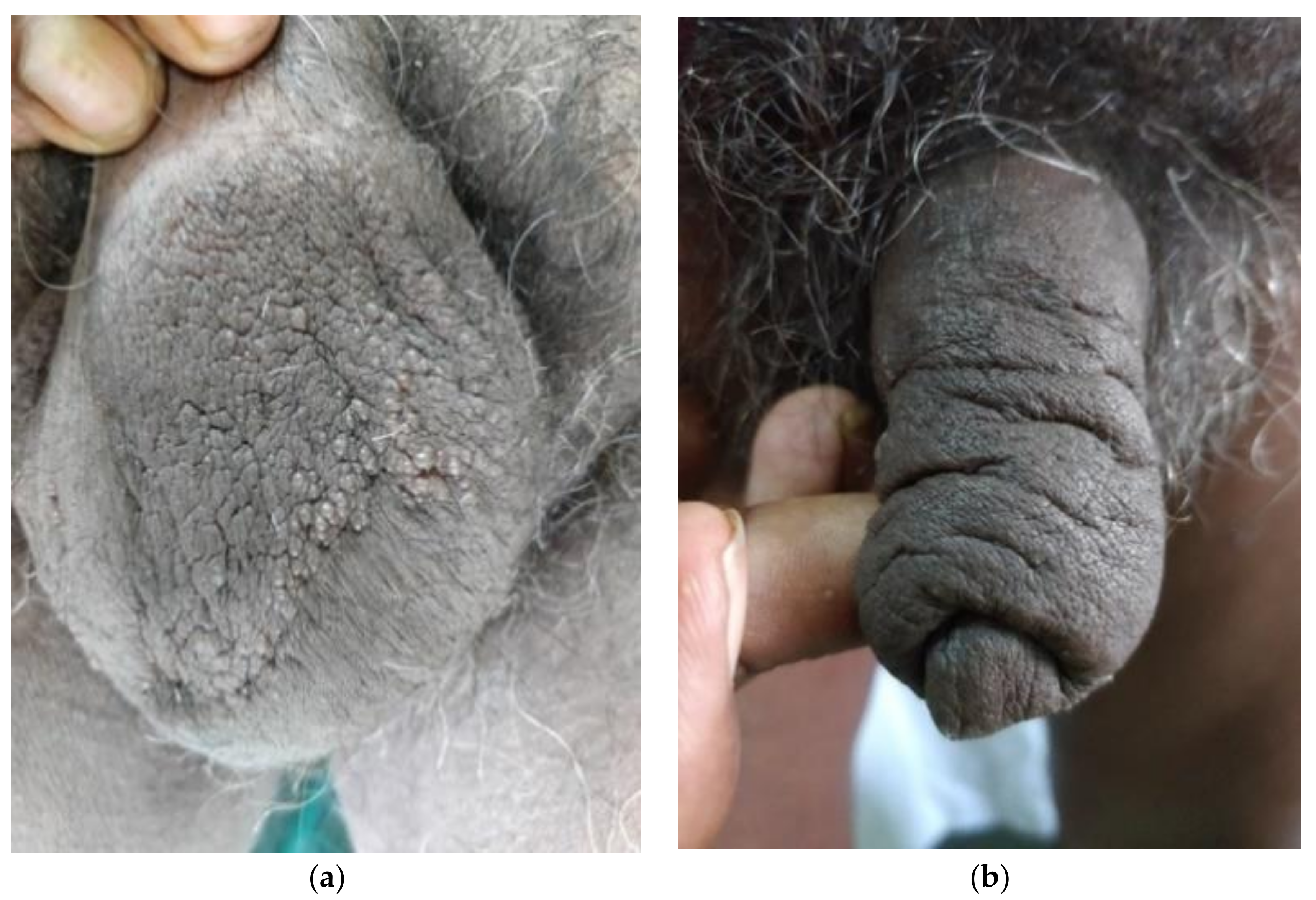 Dermatopathology 08 00002 g002