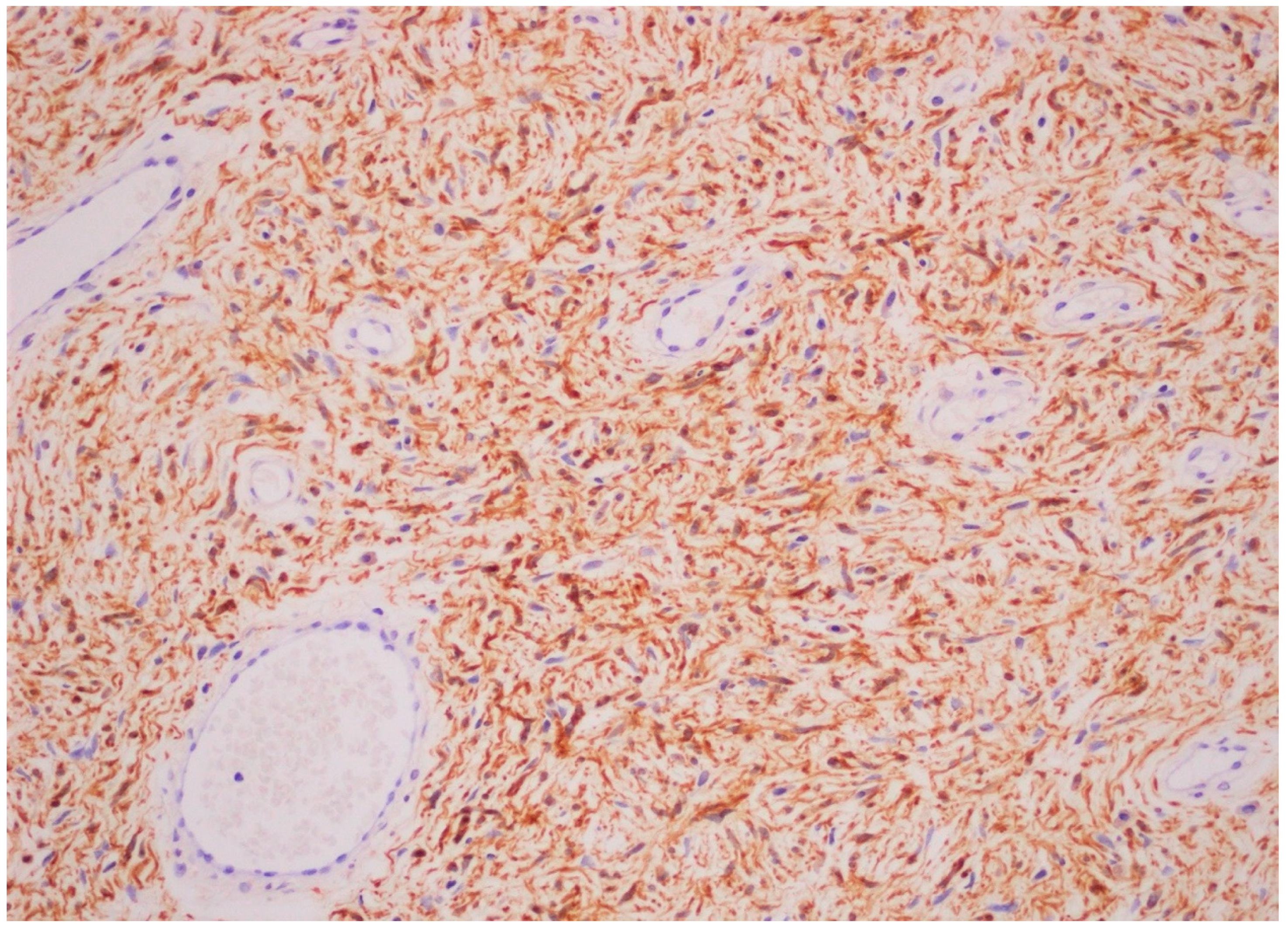 Dermatopathology 08 00003 g004