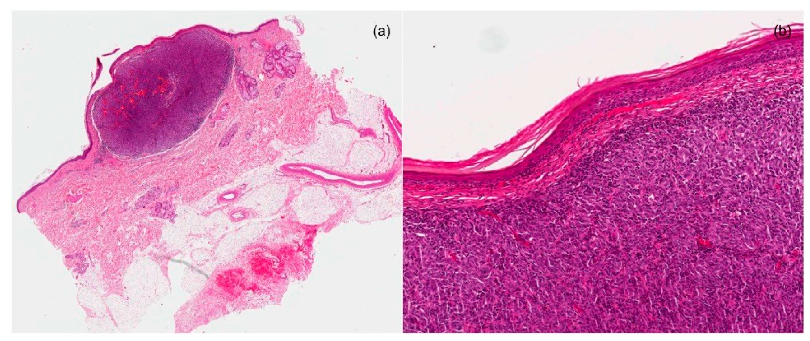 Dermatopathology 08 00005 g002