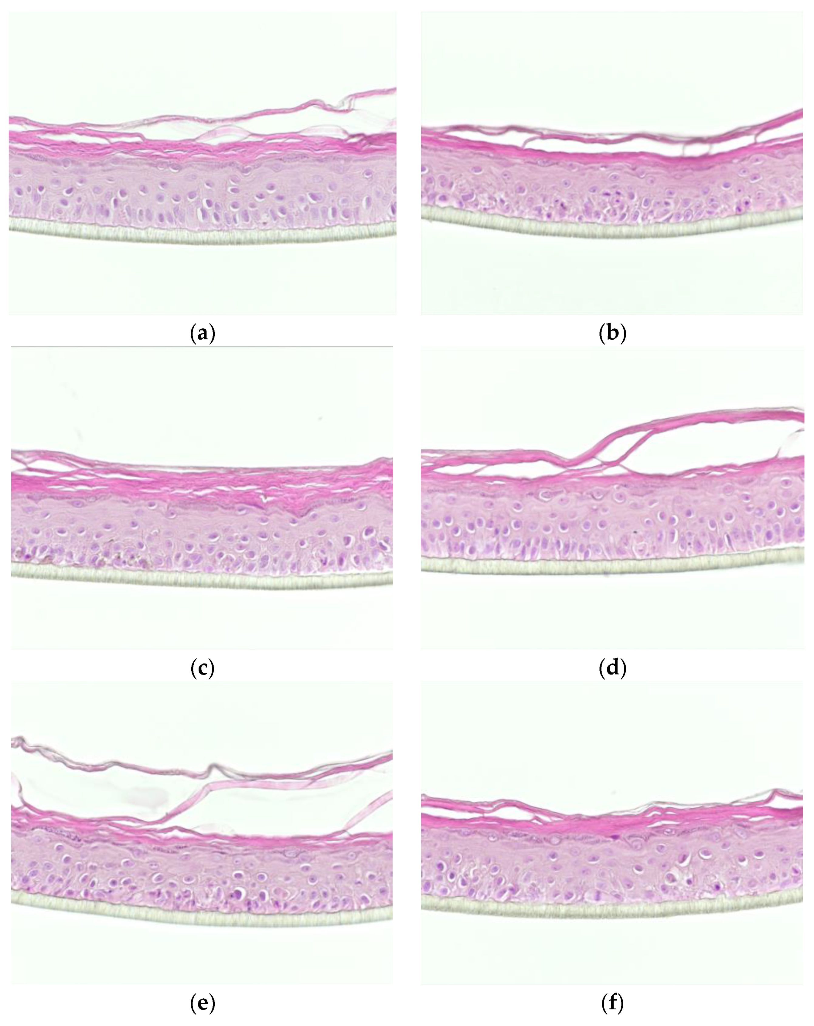 Dermatopathology 08 00012 g001 Dermatopathology 08 00012 g001