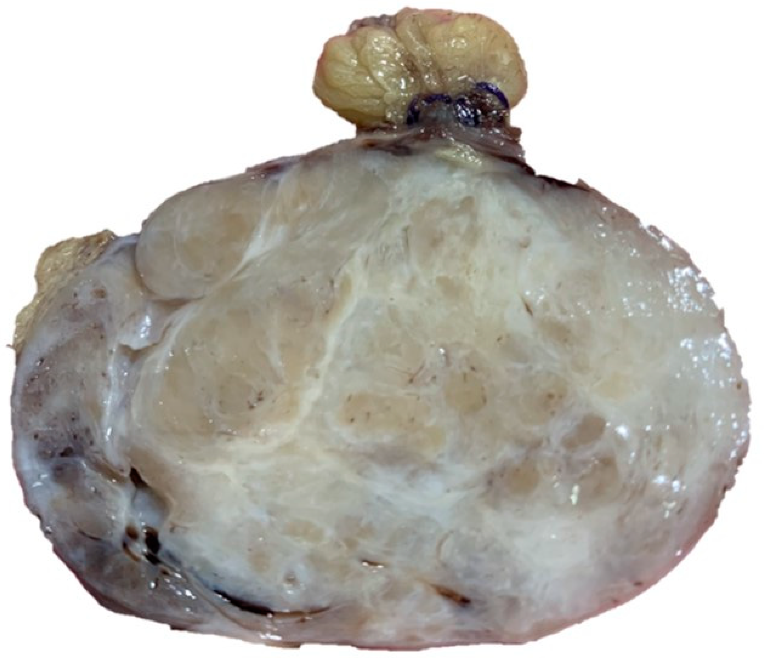 Dermatopathology 08 00015 g001 Dermatopathology 08 00015 g001