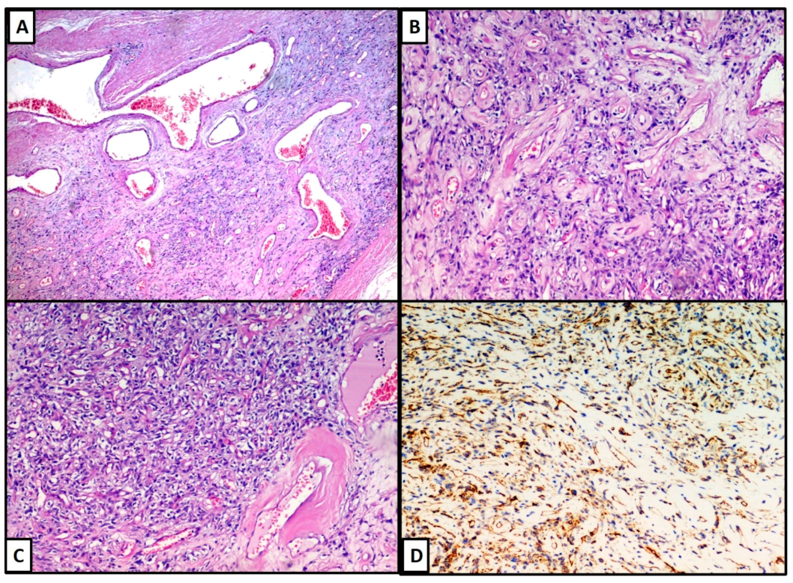 Dermatopathology 08 00015 g002 Dermatopathology 08 00015 g002