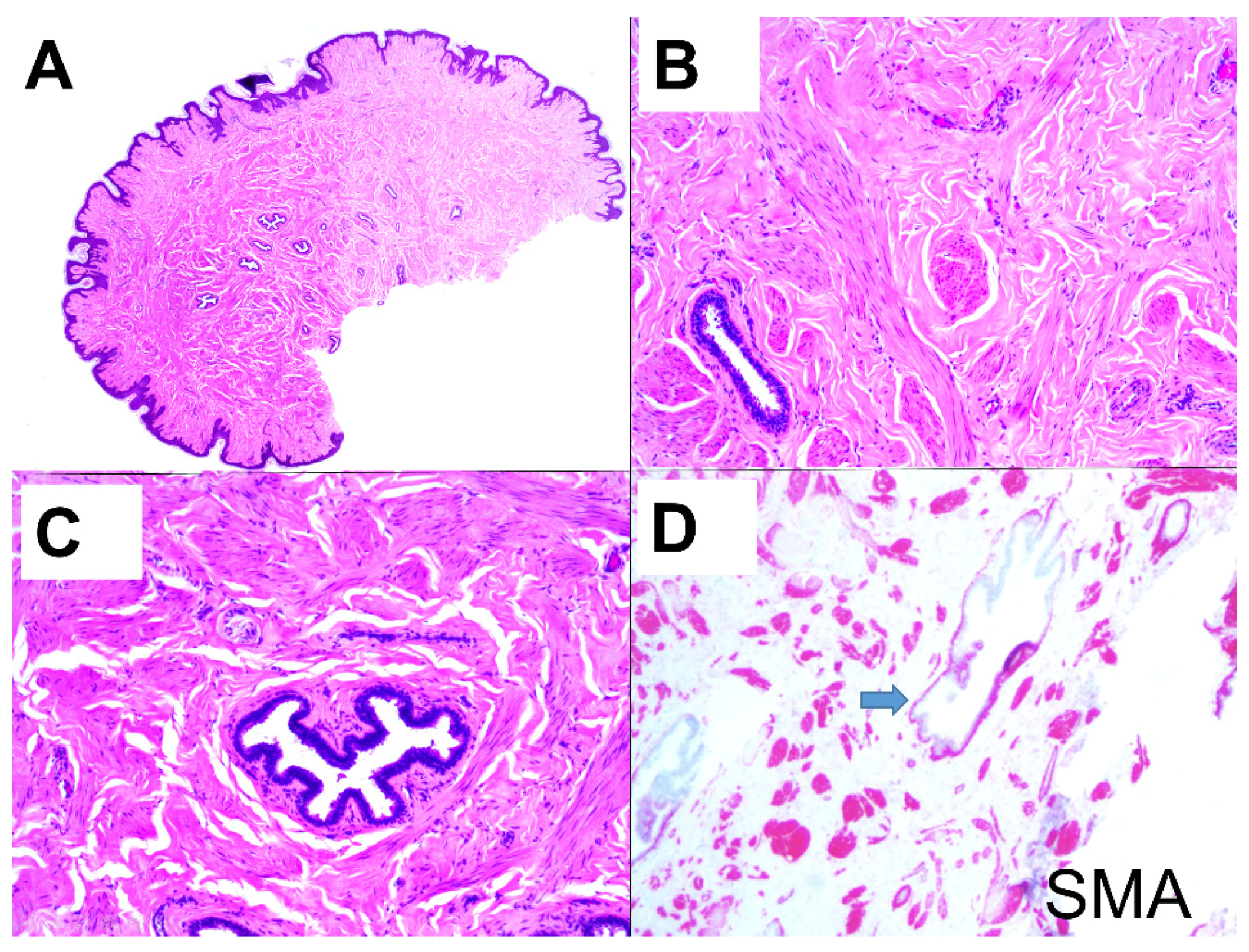 Dermatopathology 08 00016 g002 Dermatopathology 08 00016 g002
