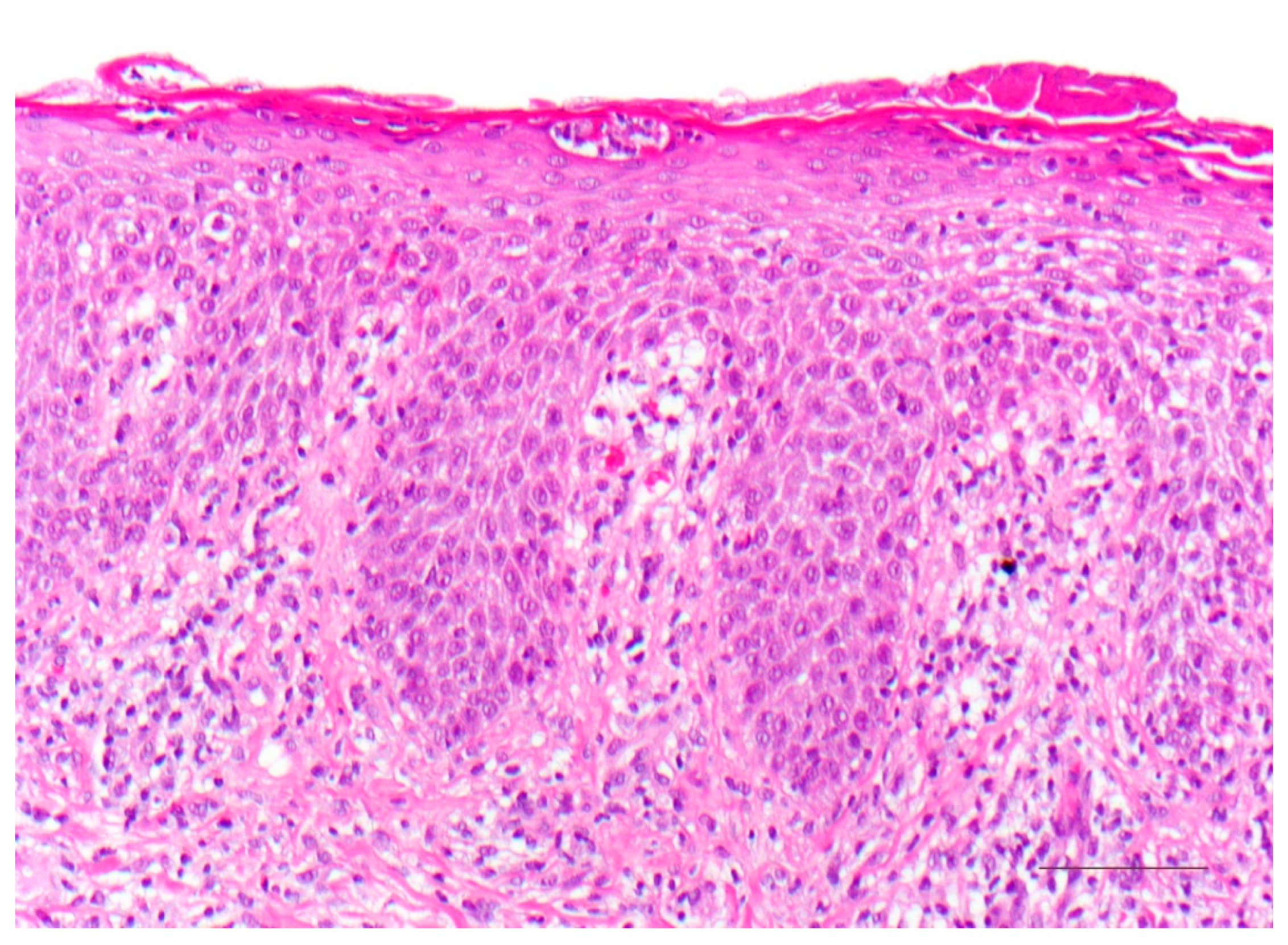 Dermatopathology 08 00017 g013