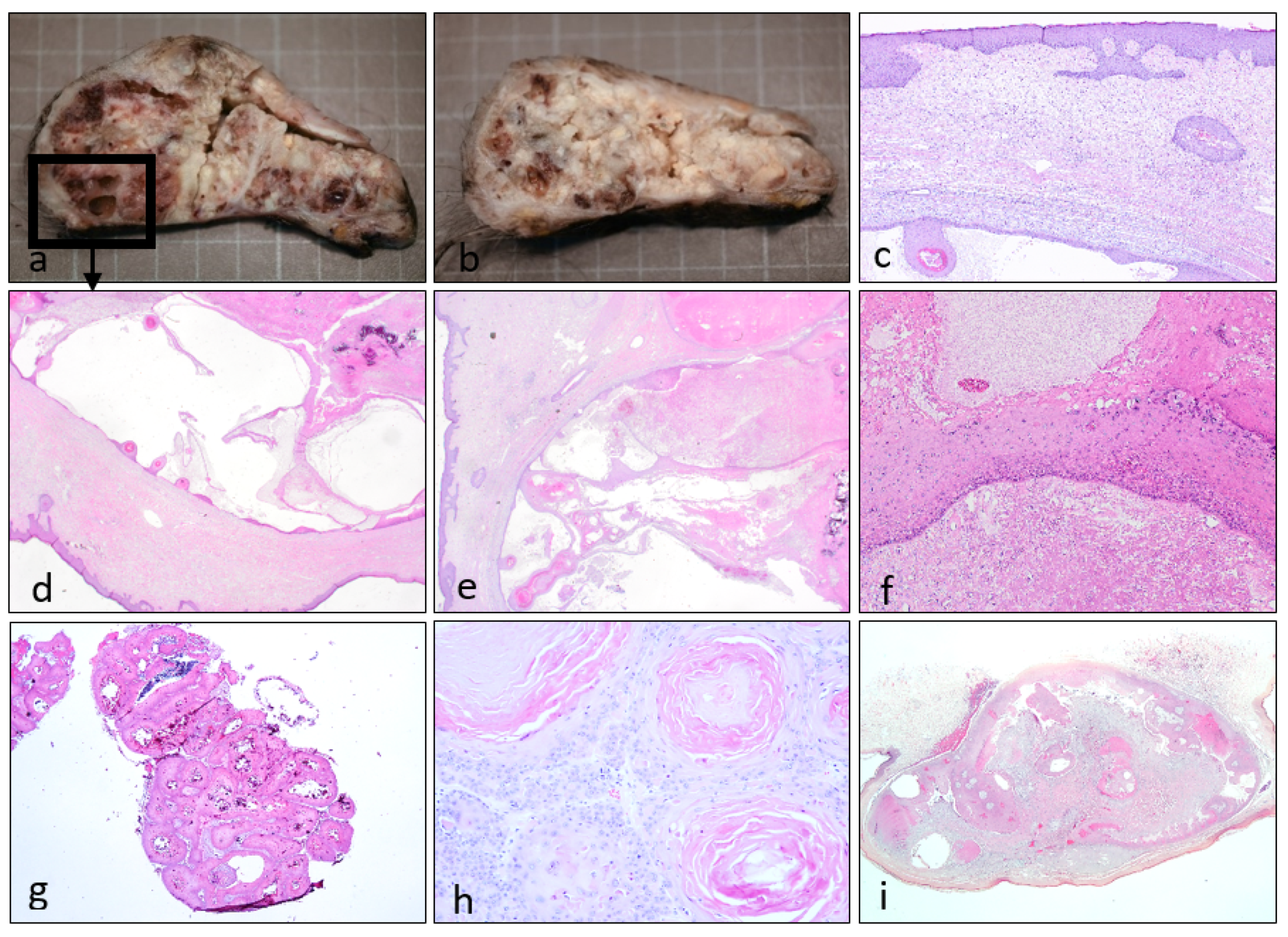 Dermatopathology 08 00021 g002