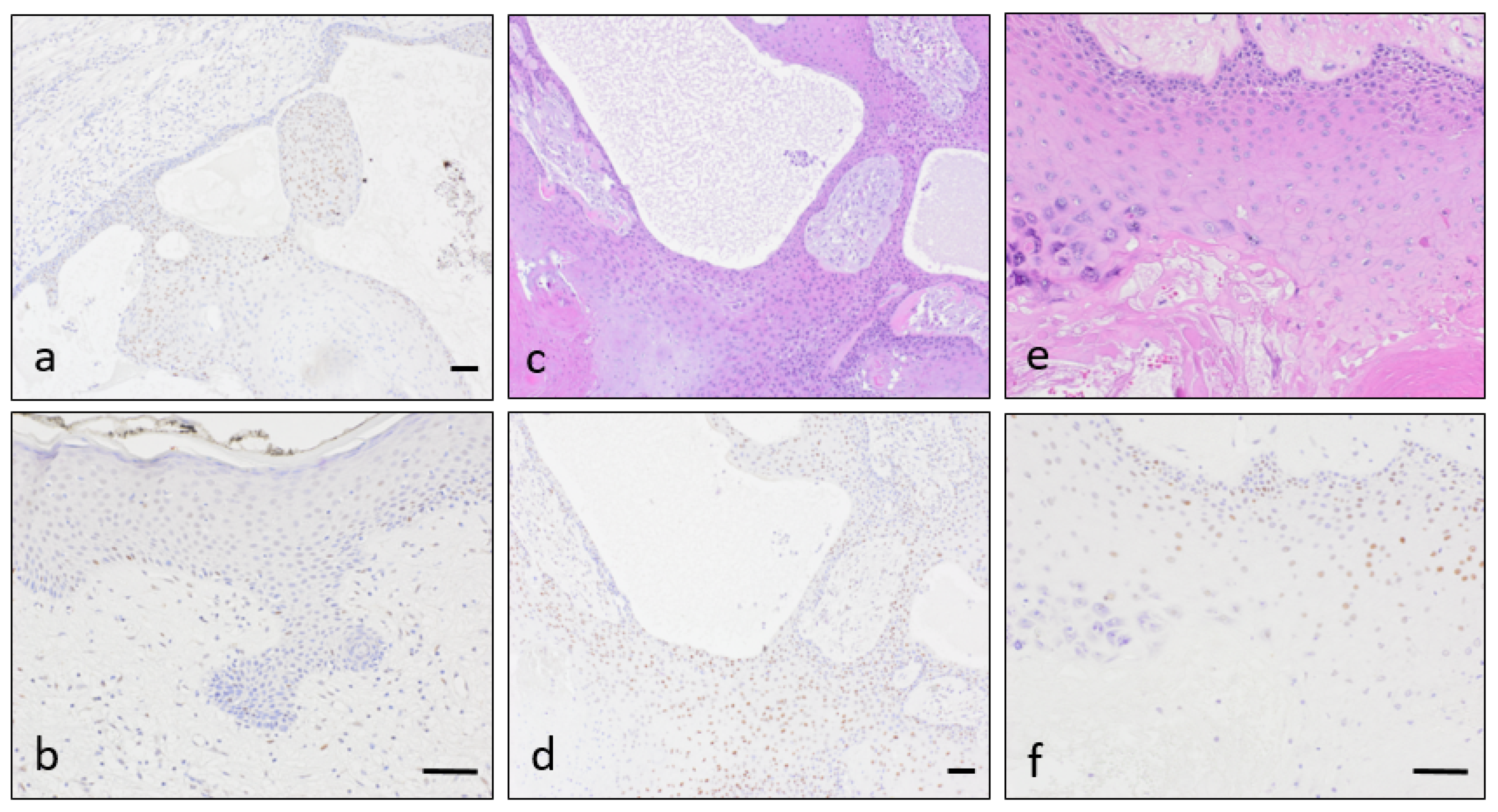 Dermatopathology 08 00021 g004