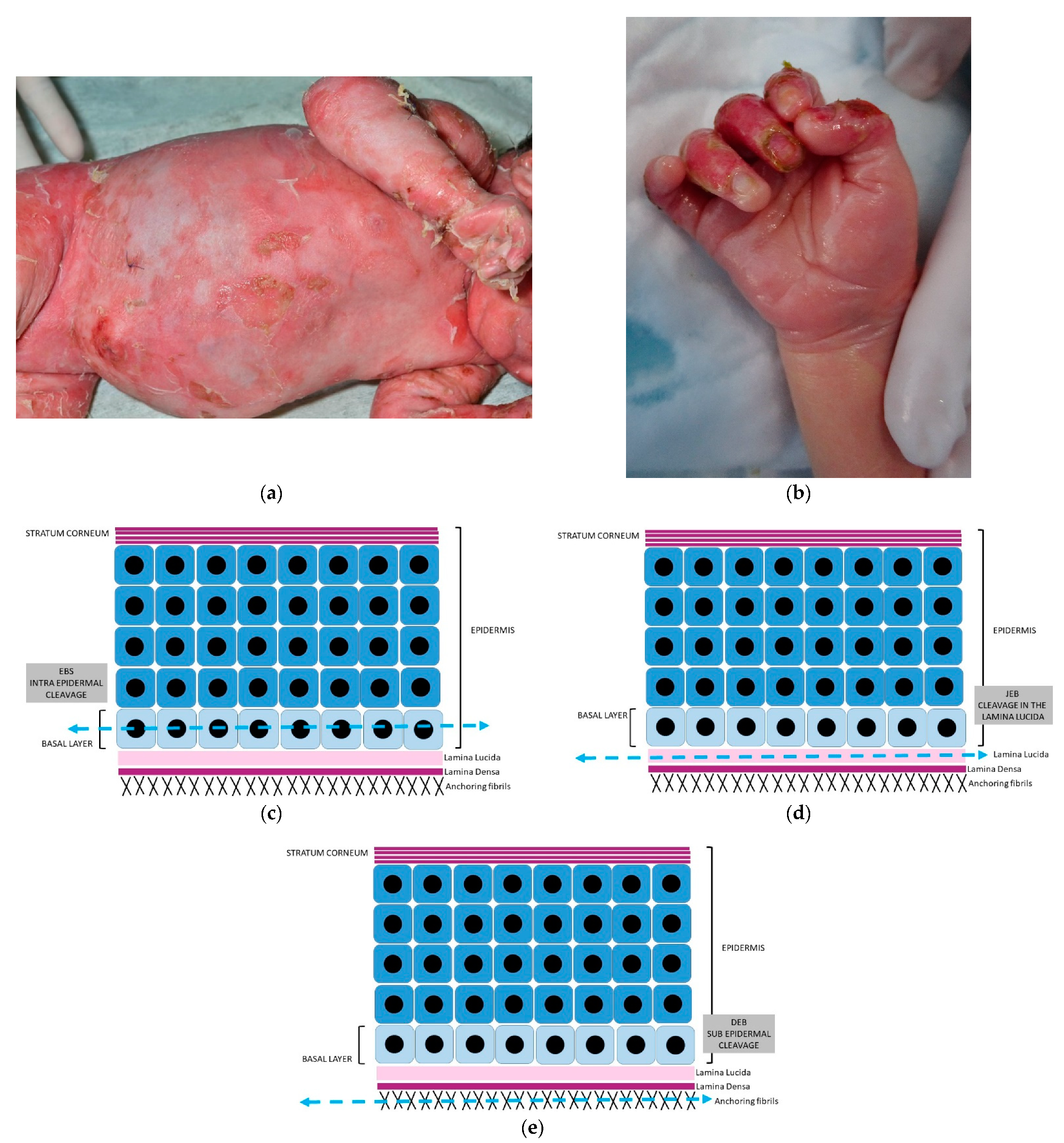 Dermatopathology 08 00022 g005a