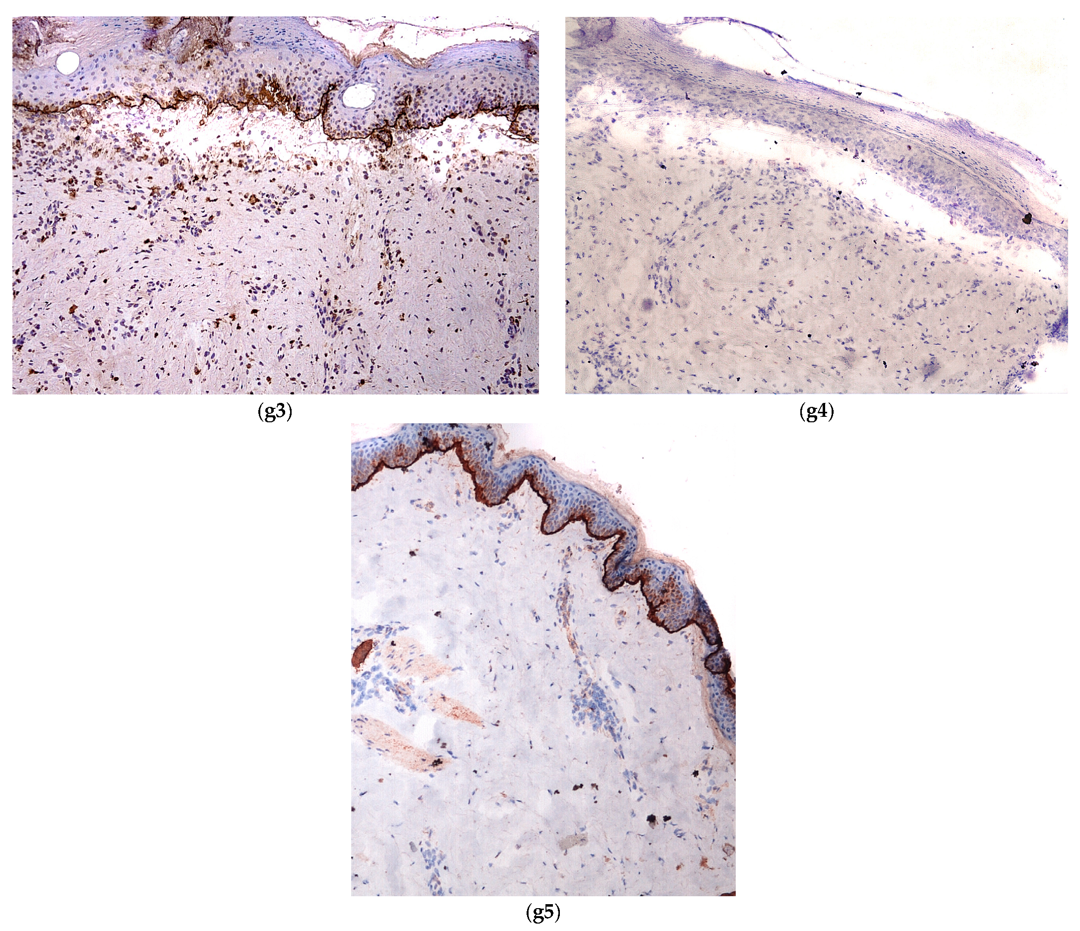 Dermatopathology 08 00022 g005c