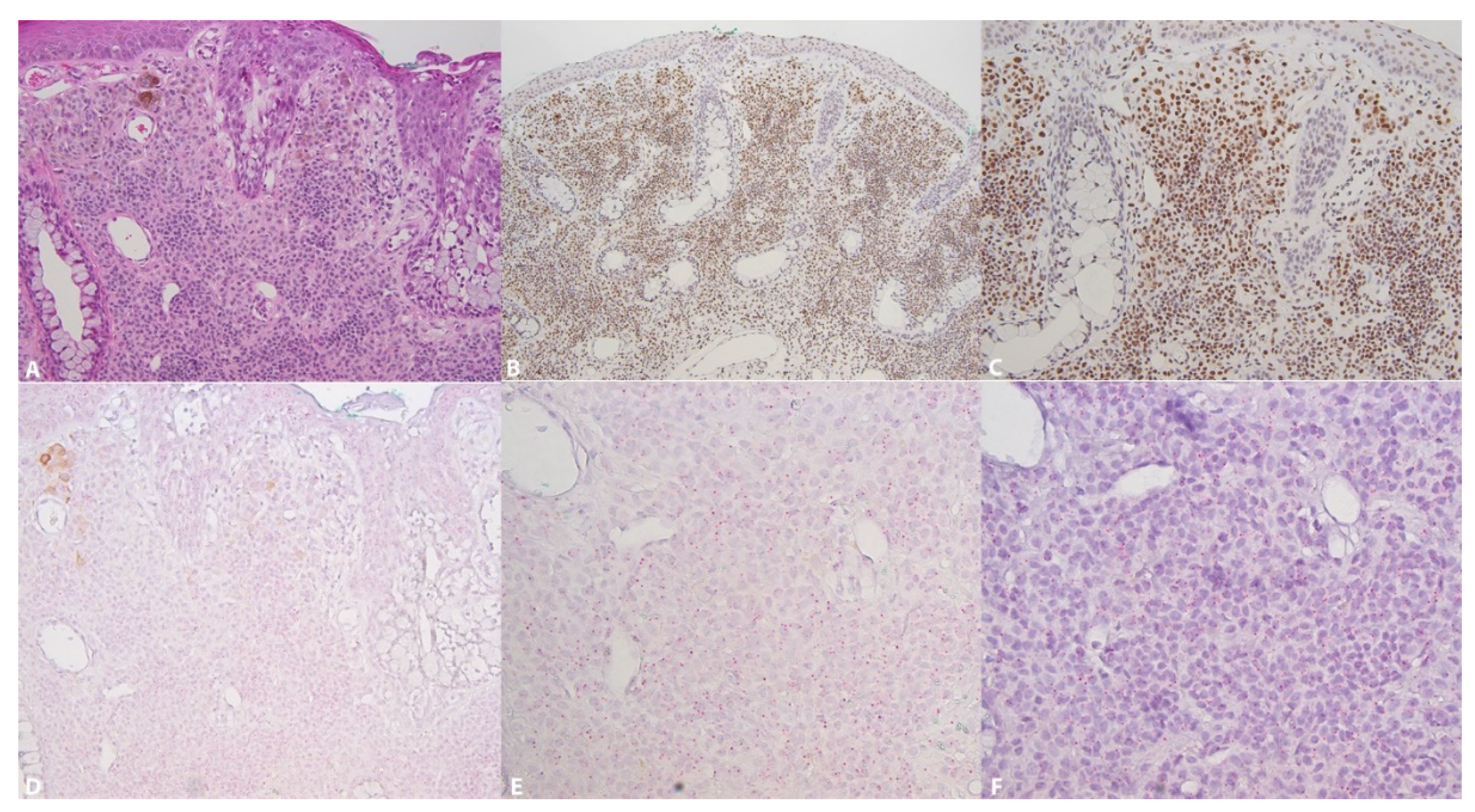 Dermatopathology 08 00023 g001