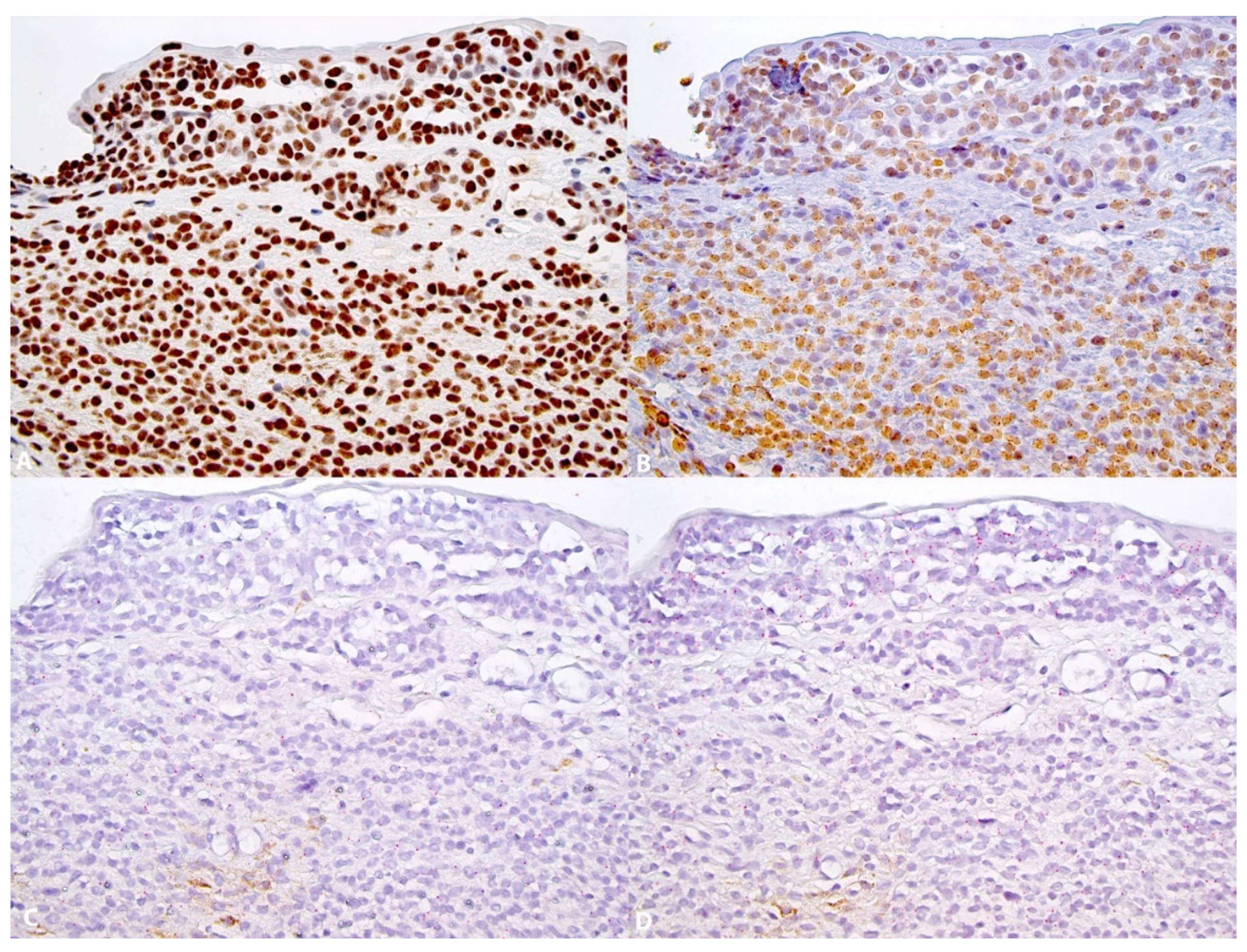Dermatopathology 08 00023 g002