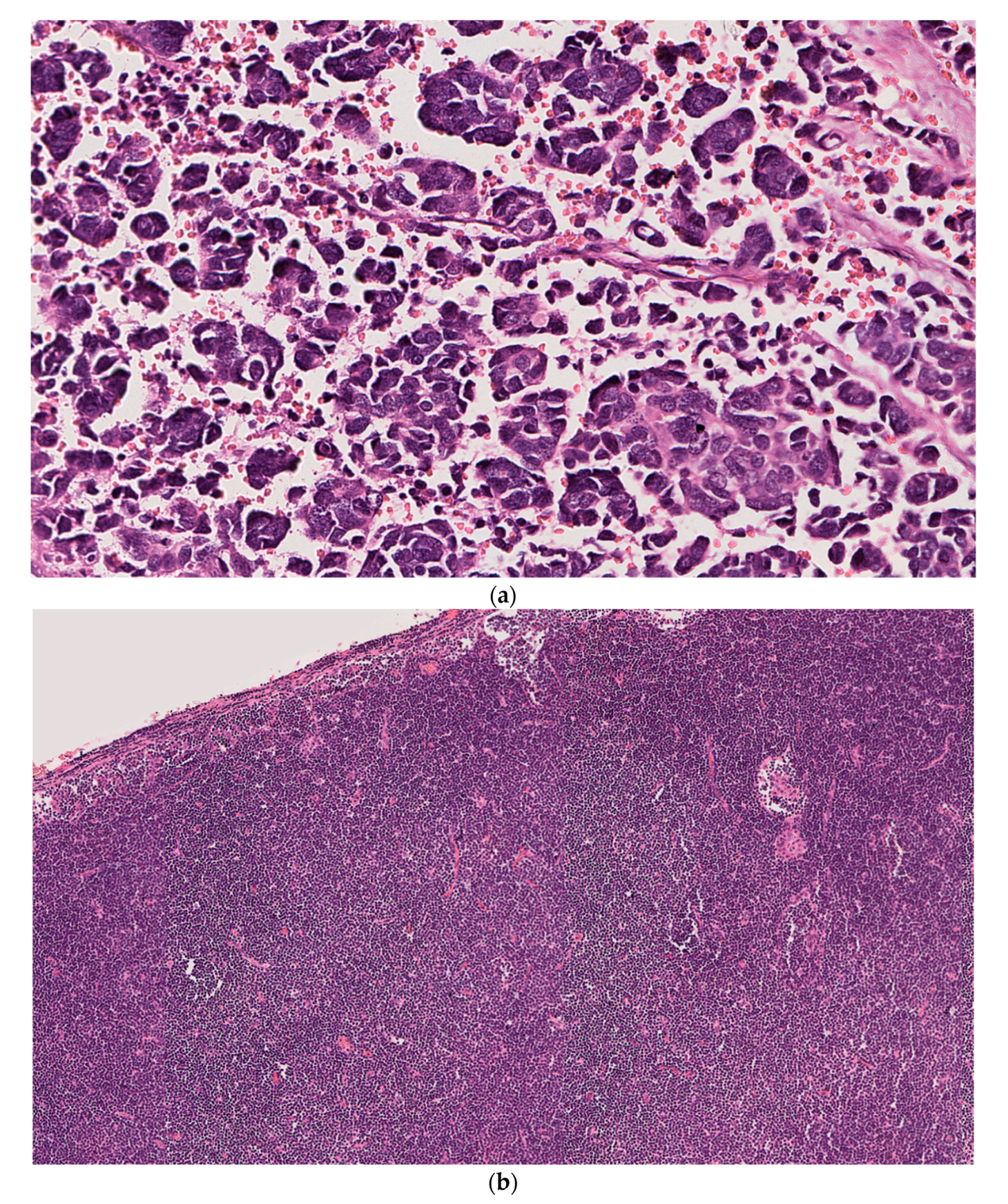 Dermatopathology 08 00025 g001a