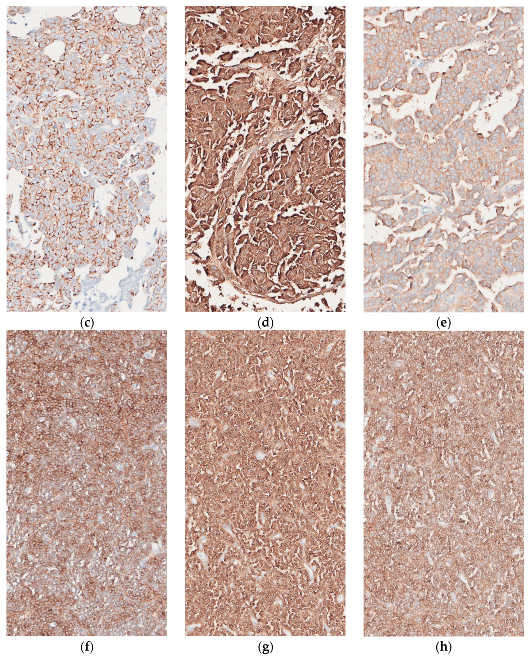 Dermatopathology 08 00025 g001b