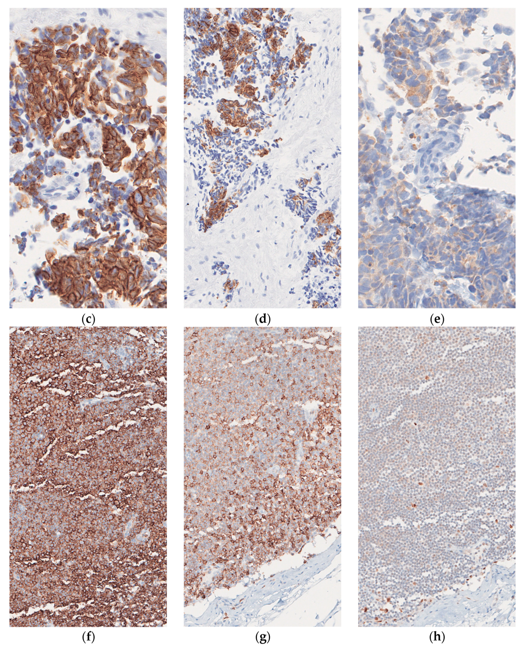 Dermatopathology 08 00025 g002b