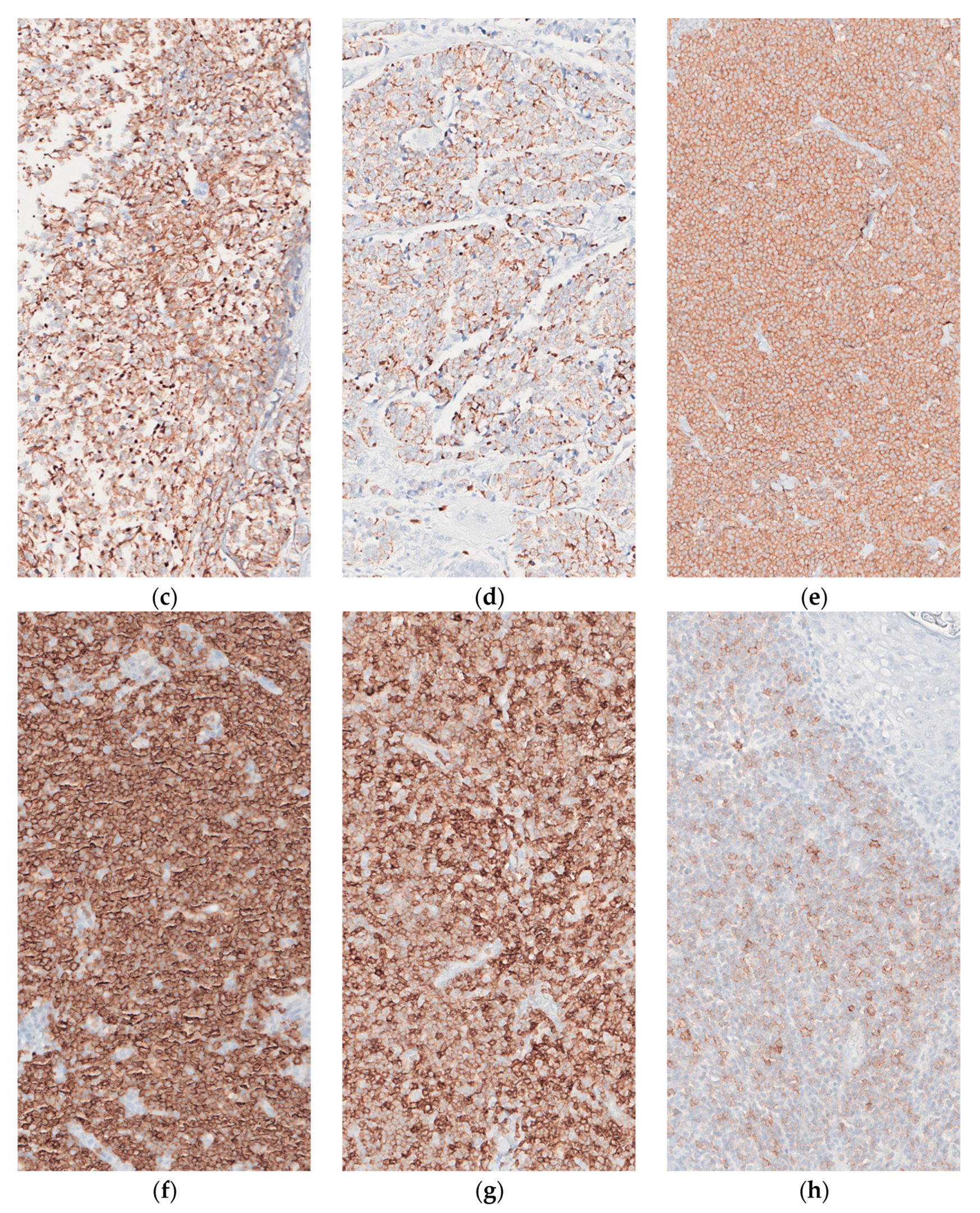 Dermatopathology 08 00025 g003b