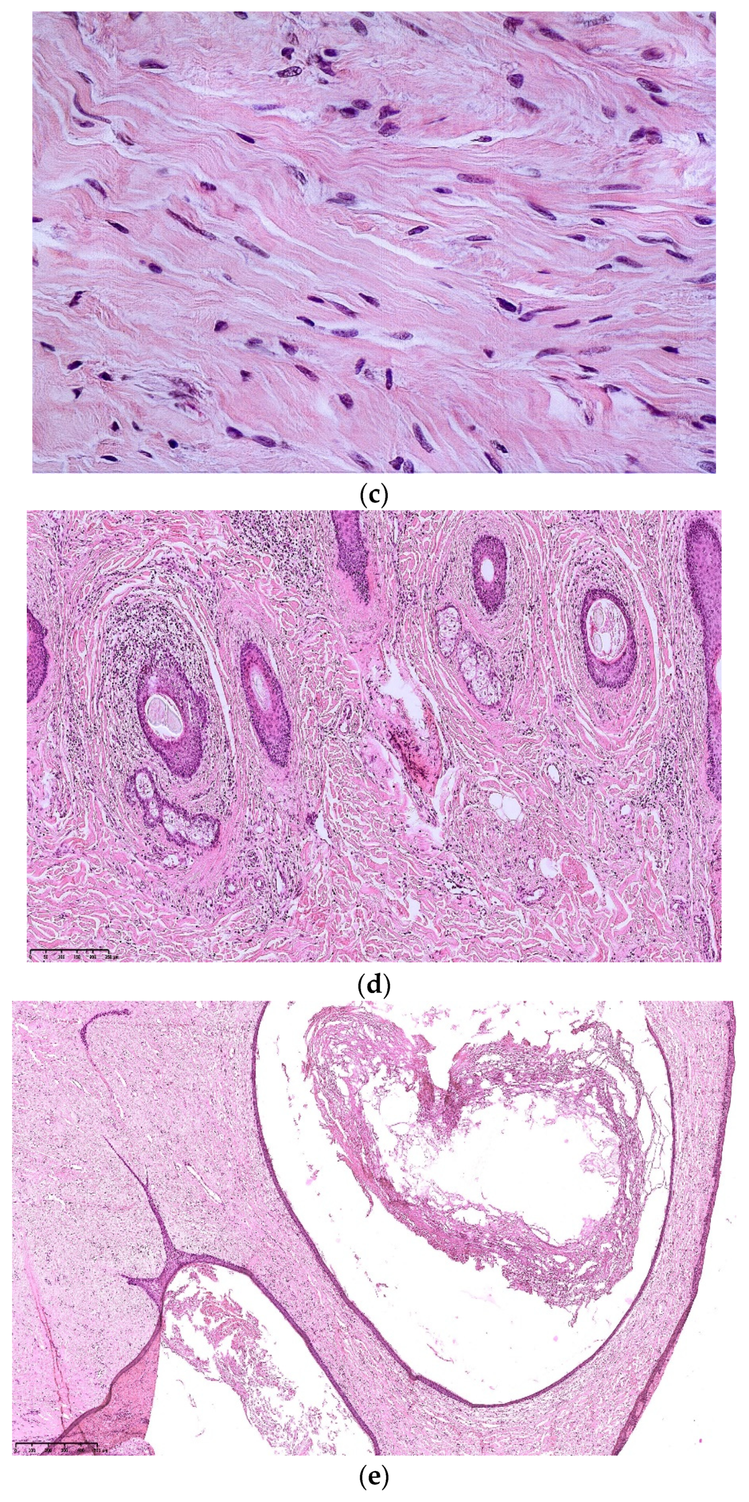 Dermatopathology 08 00029 g007b
