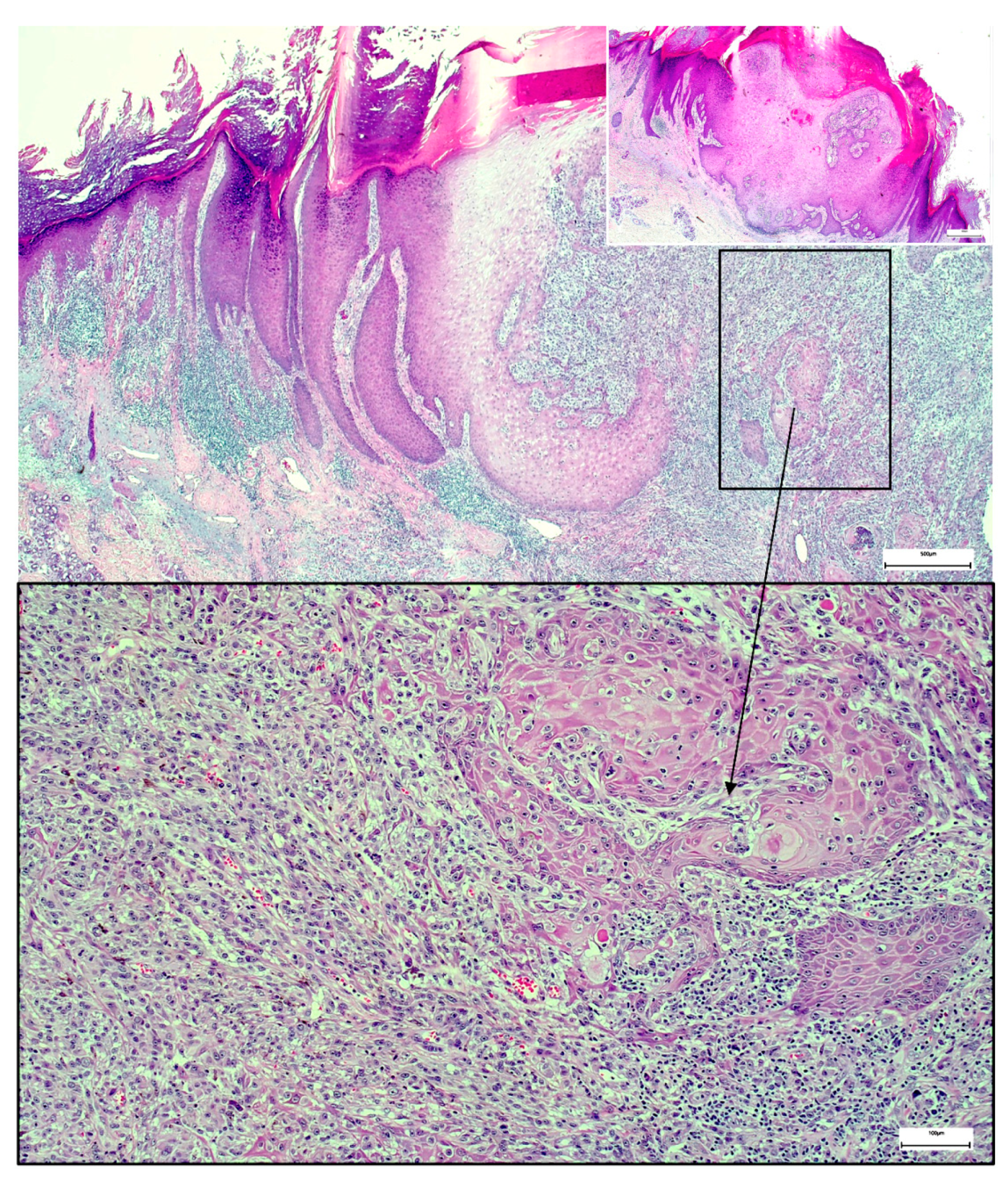 Dermatopathology 08 00030 g002