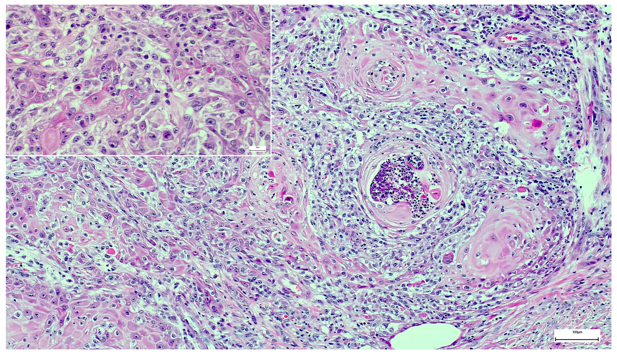 Dermatopathology 08 00030 g003