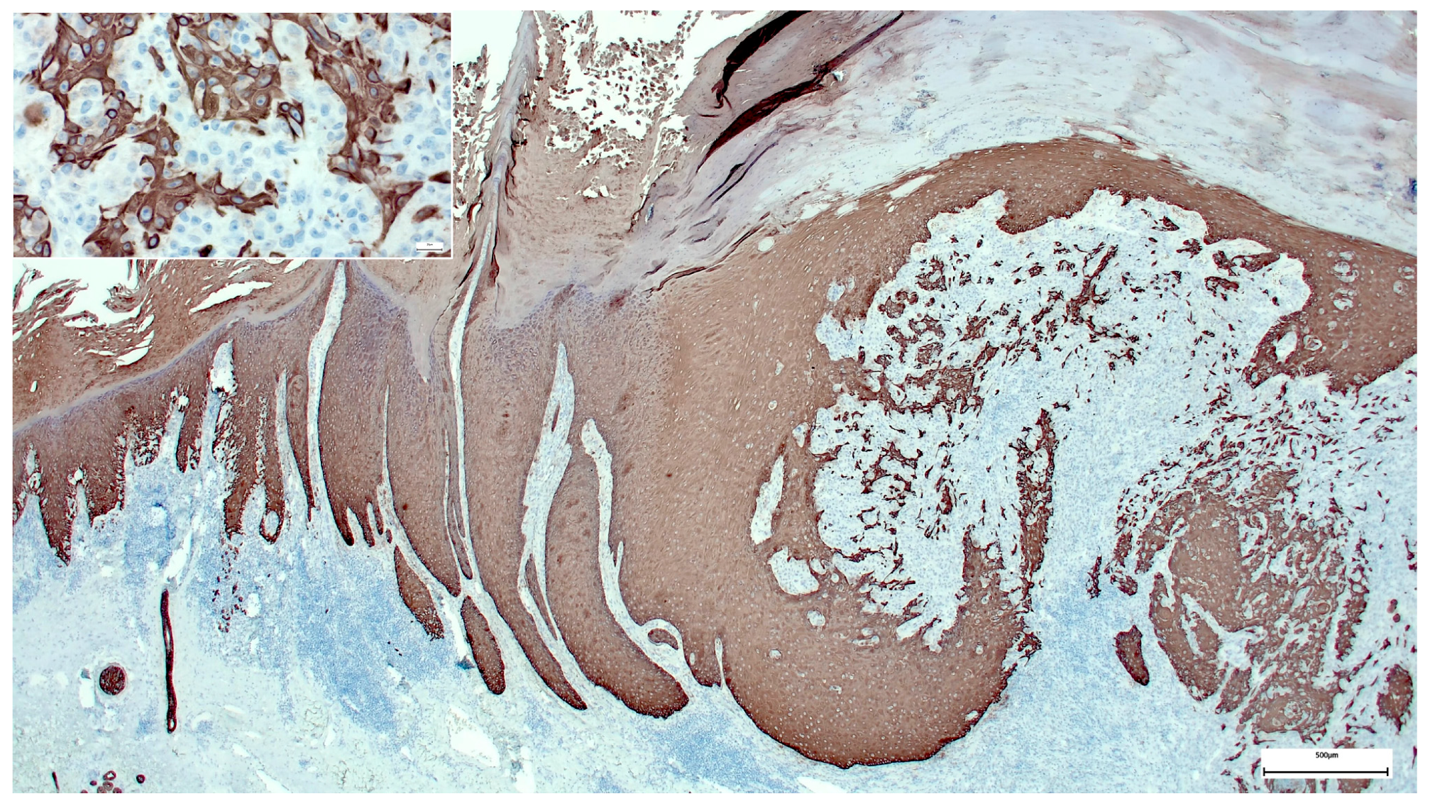 Dermatopathology 08 00030 g004