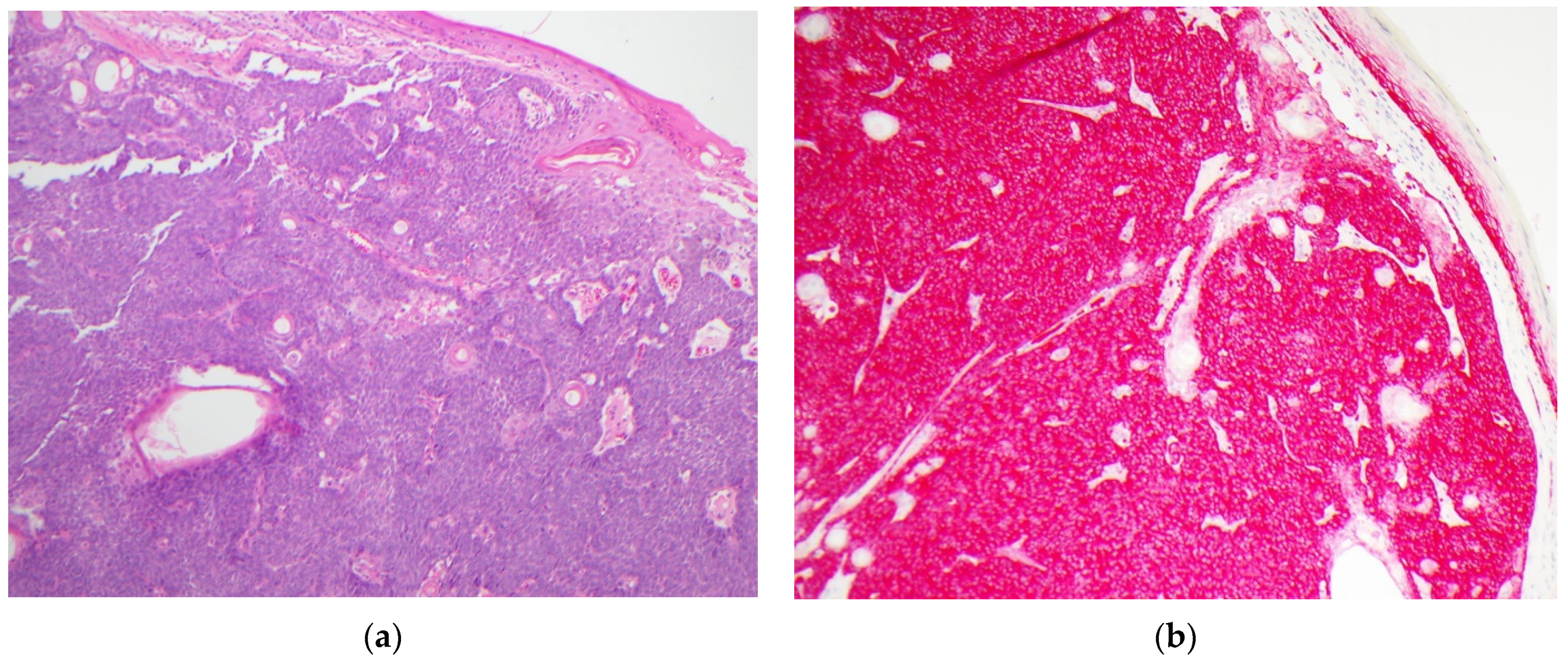 Dermatopathology 08 00031 g001