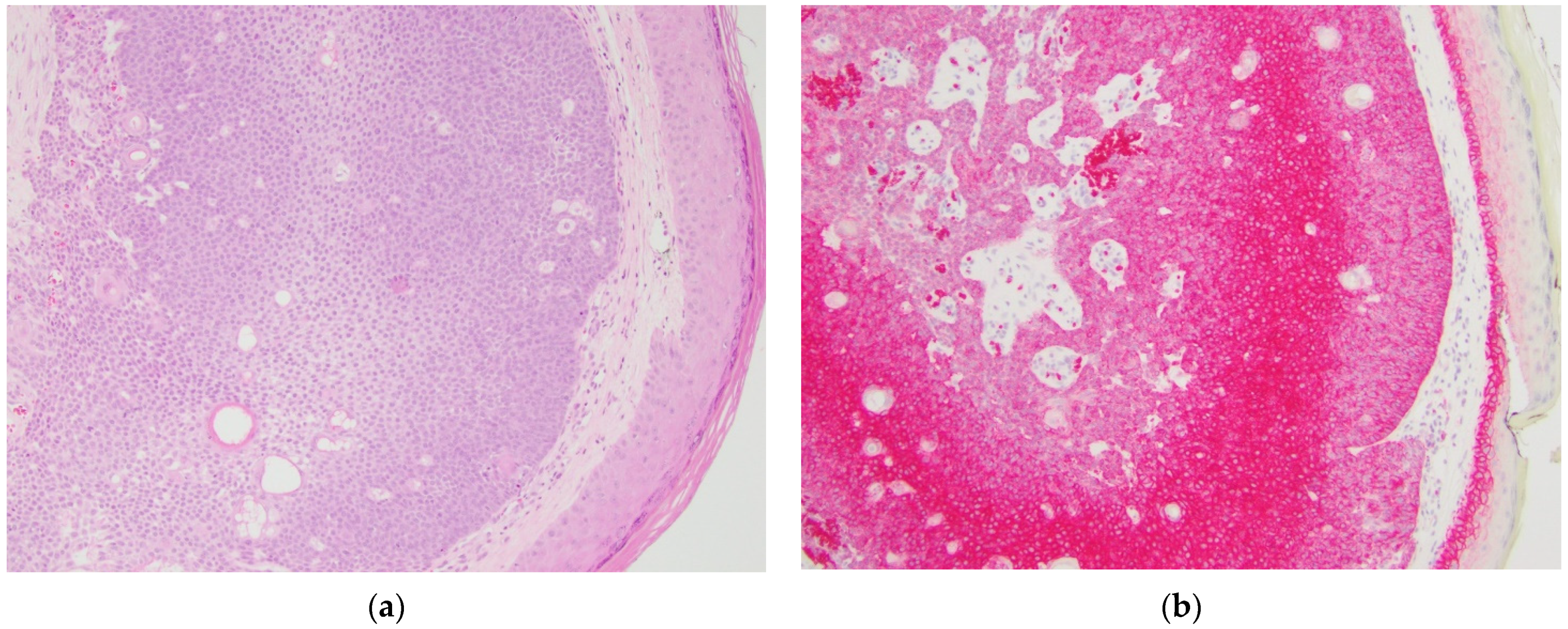 Dermatopathology 08 00031 g002