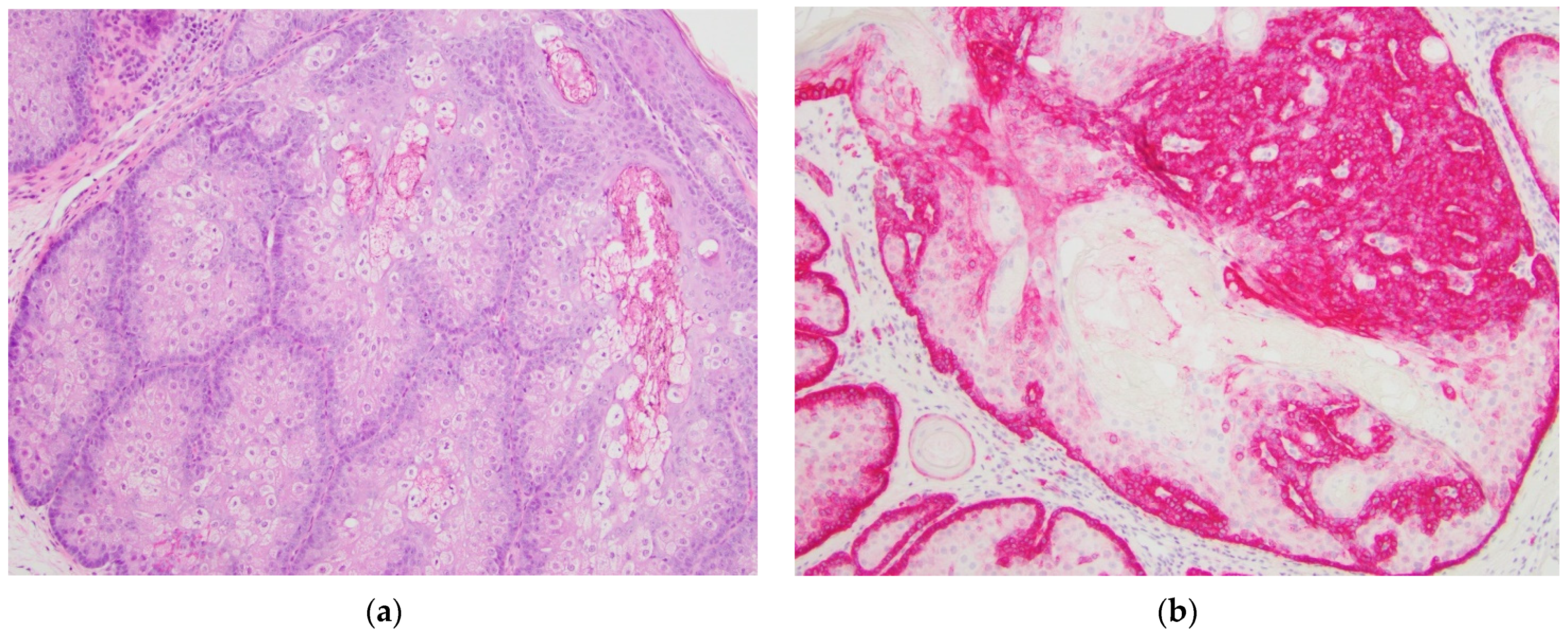 Dermatopathology 08 00031 g003