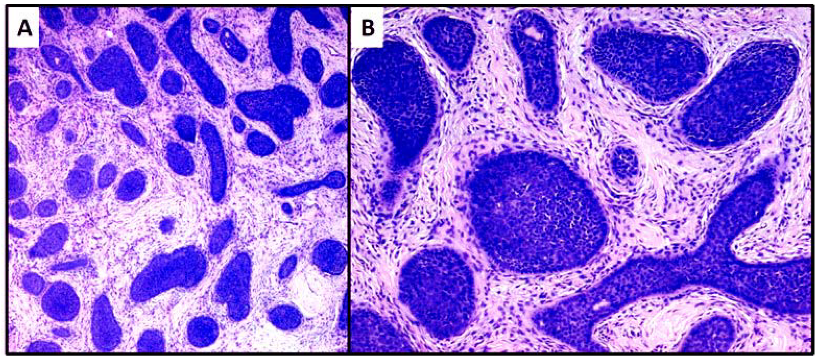 Dermatopathology 08 00032 g004