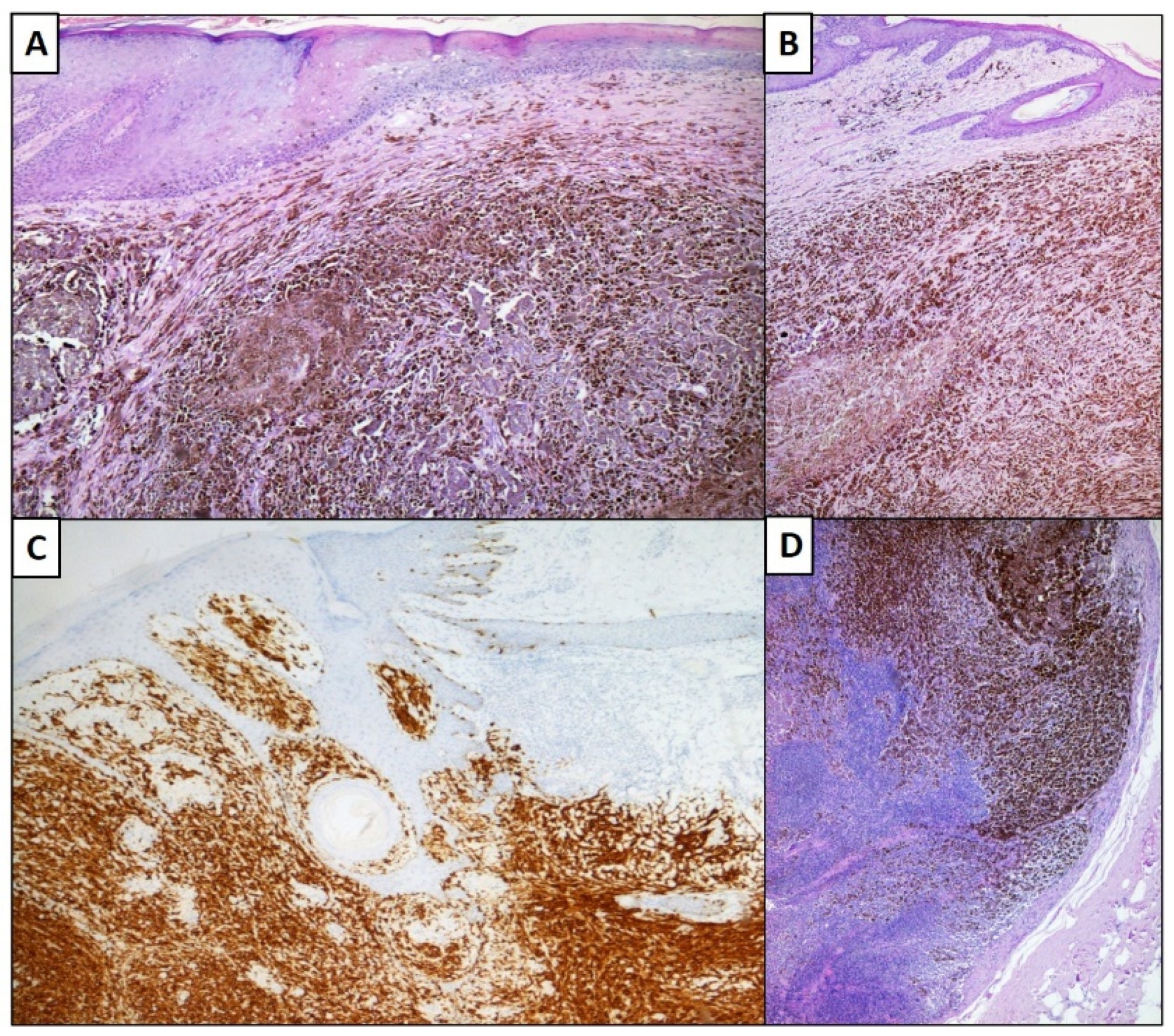 Dermatopathology 08 00033 g001