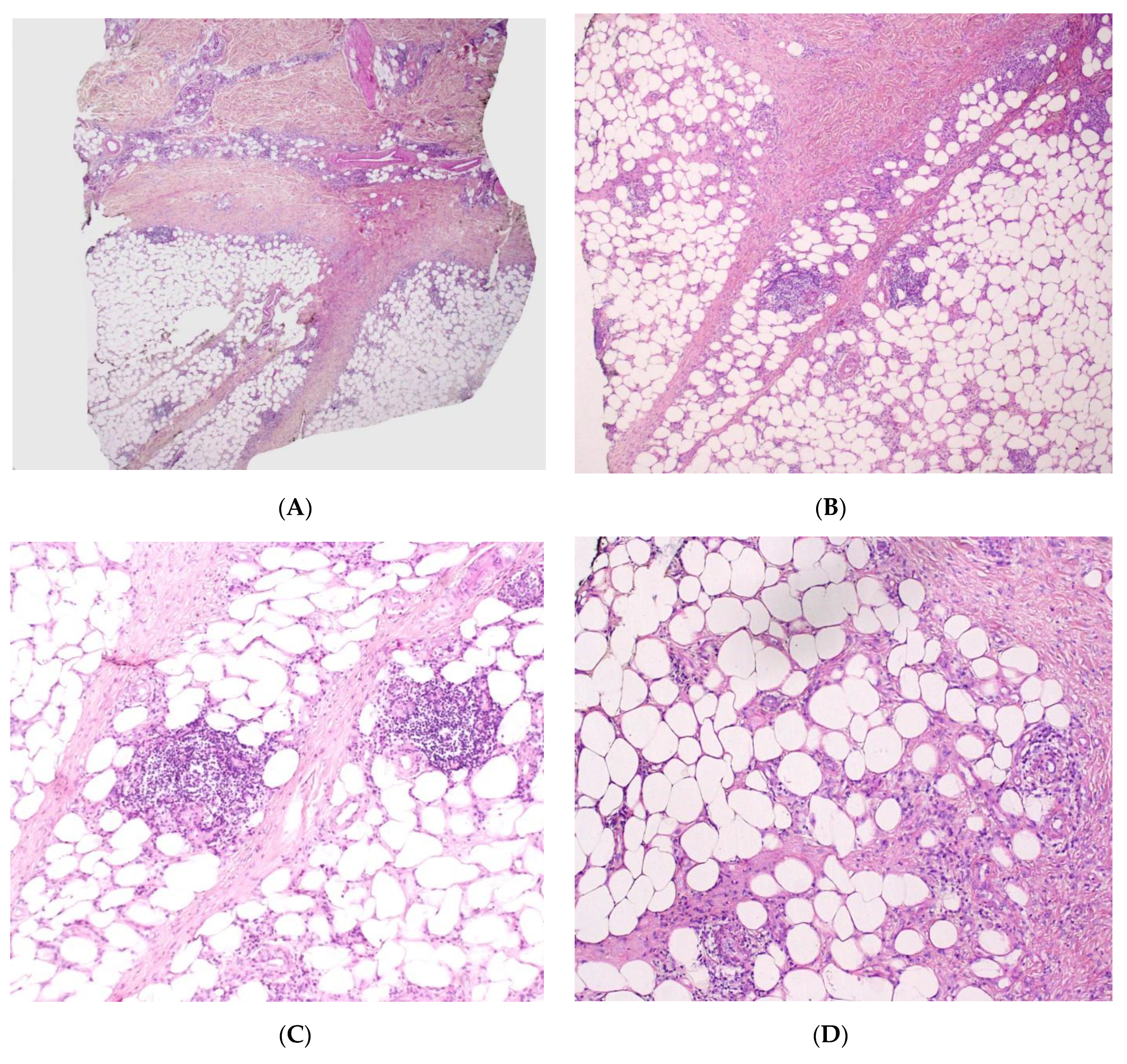 Dermatopathology 08 00037 g009 Dermatopathology 08 00037 g009