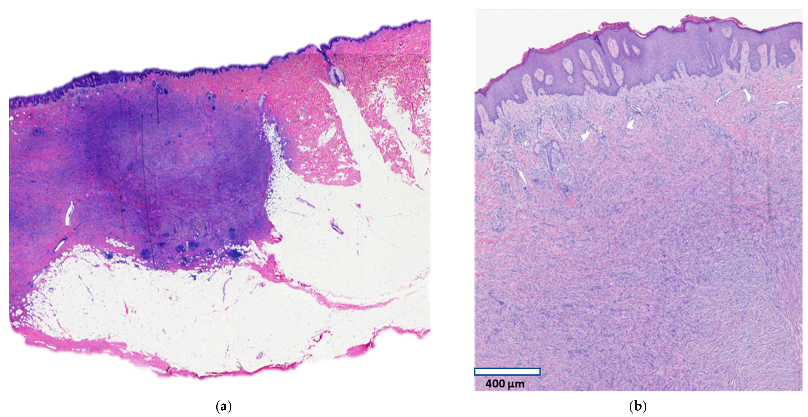 Dermatopathology 08 00038 g002a
