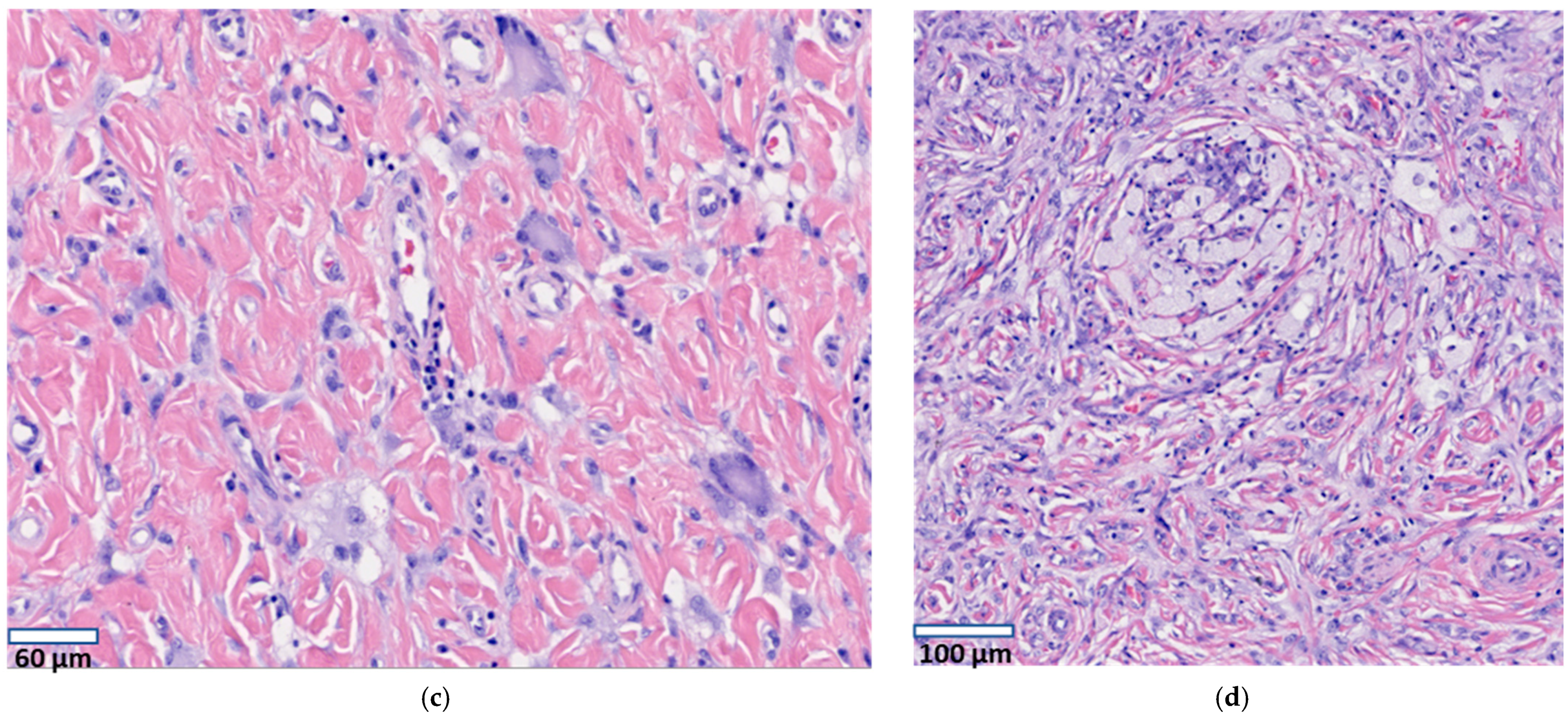 Dermatopathology 08 00038 g002b