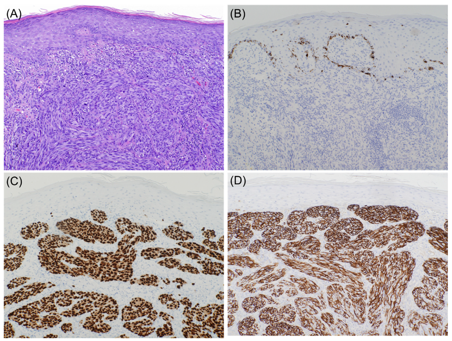 Dermatopathology 08 00040 g001