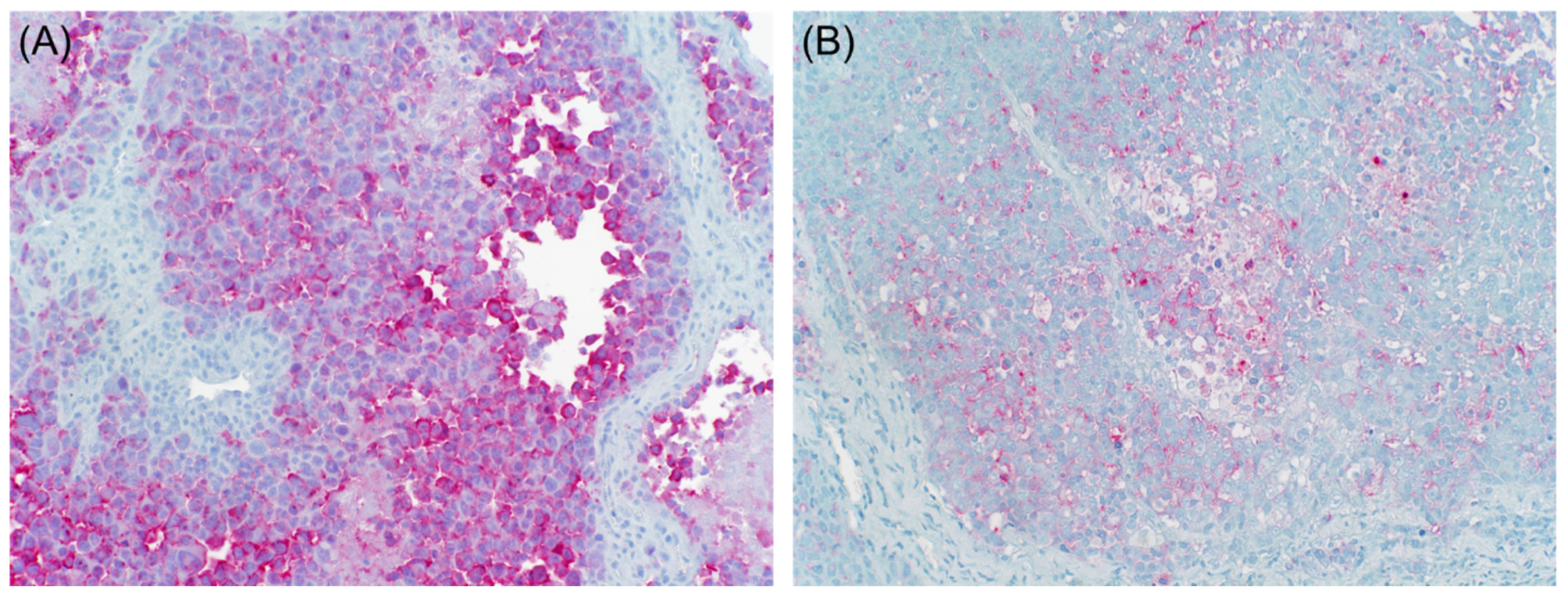 Dermatopathology 08 00040 g006