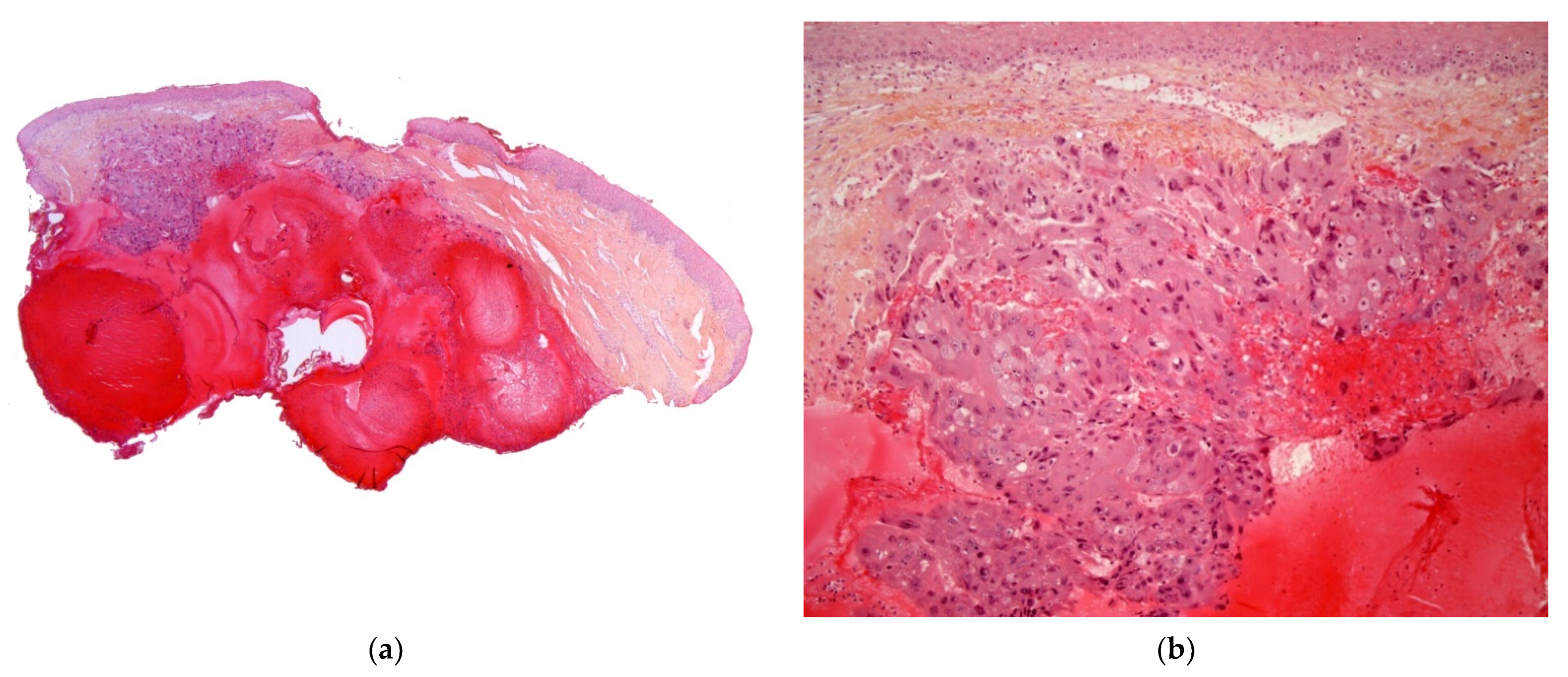 Dermatopathology 08 00043 g009