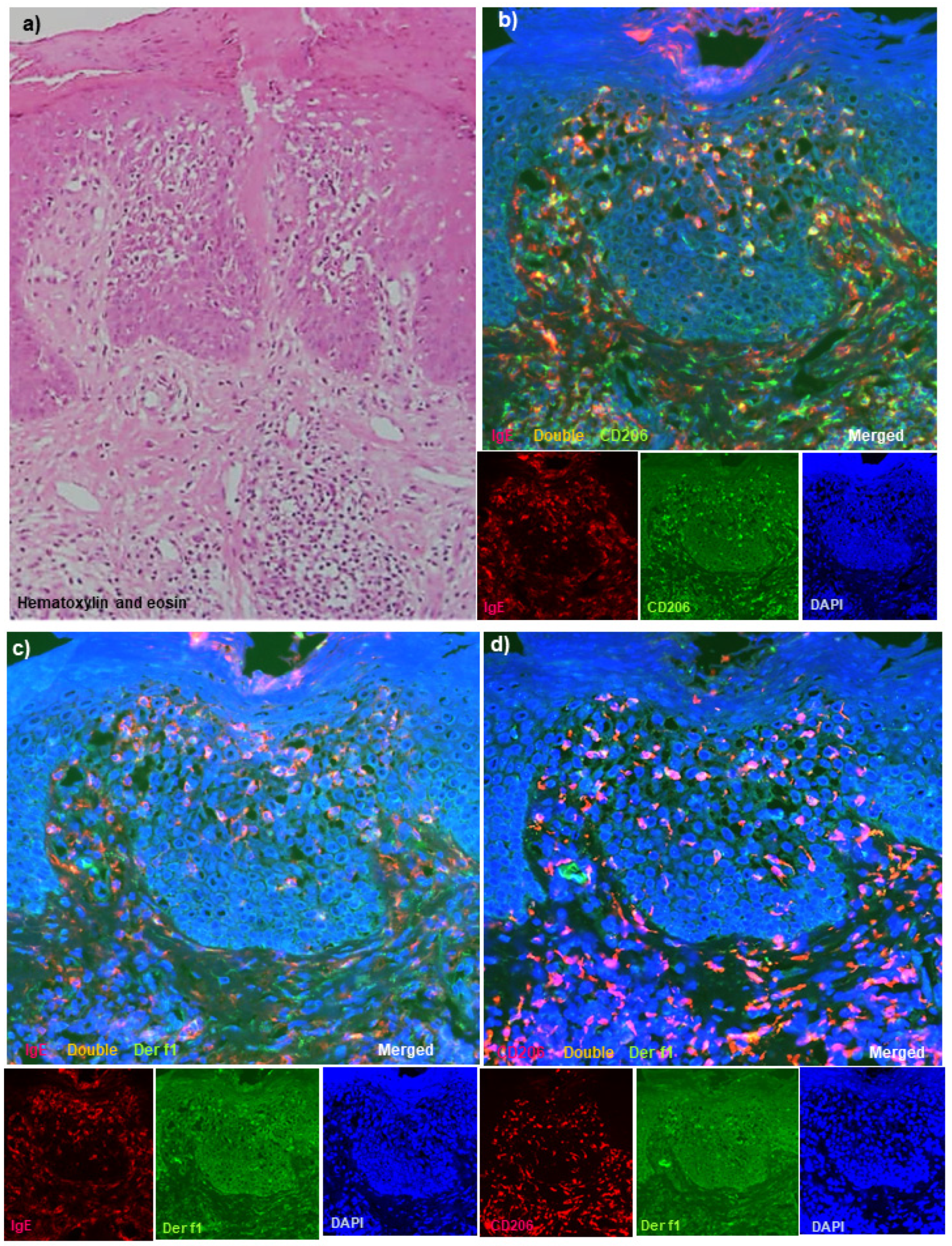 Dermatopathology 08 00045 g001a