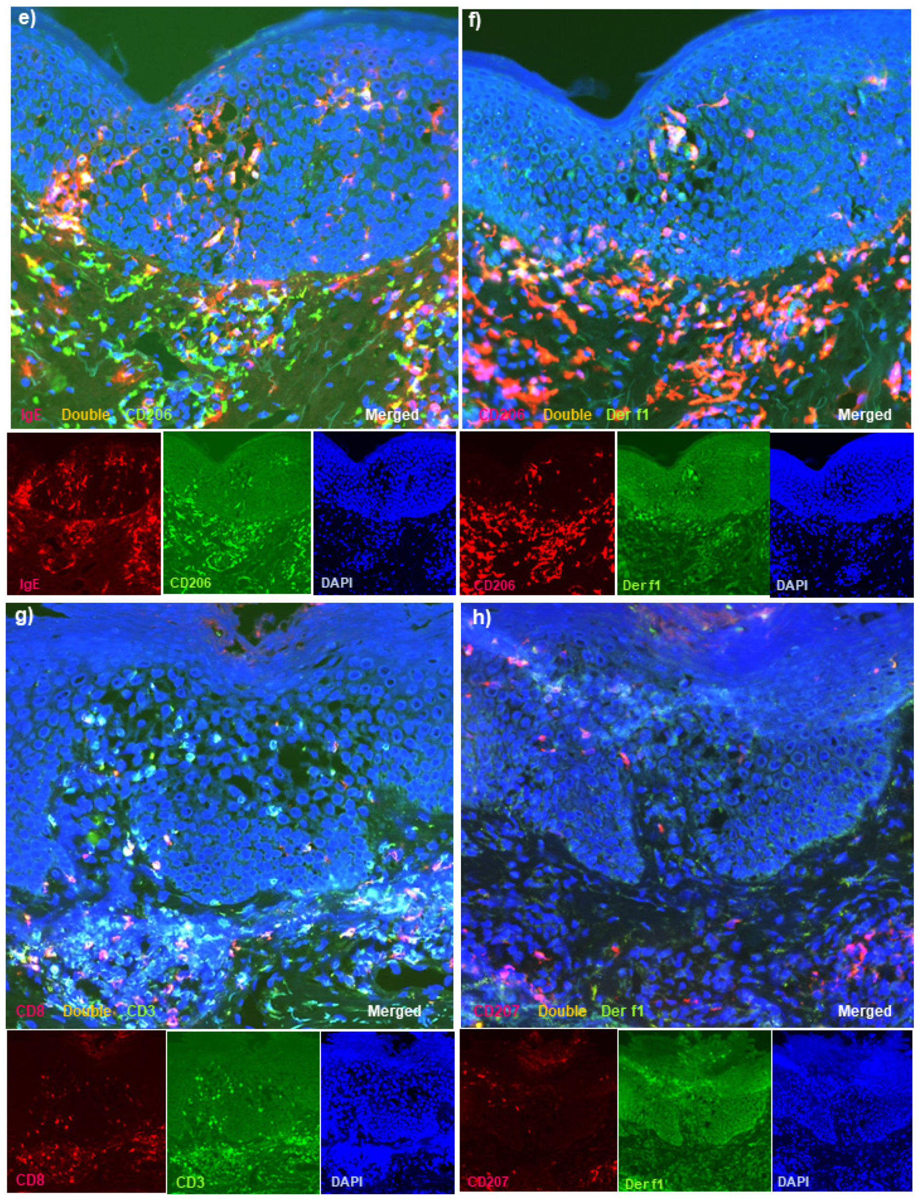 Dermatopathology 08 00045 g001b