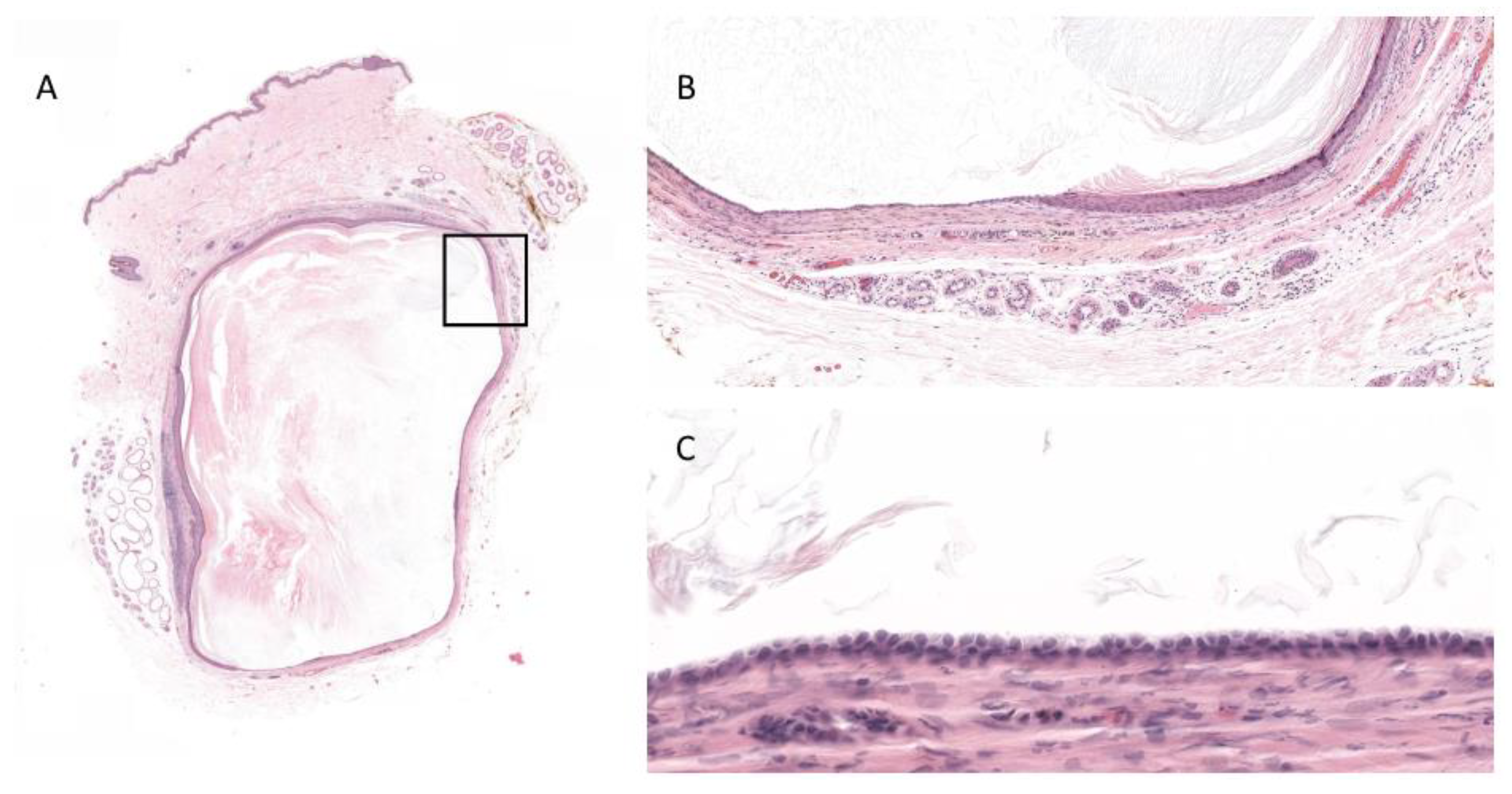Dermatopathology 08 00046 g001