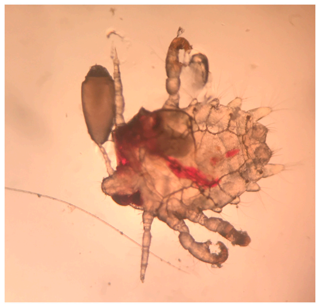 Dermatopathology 08 00052 g004